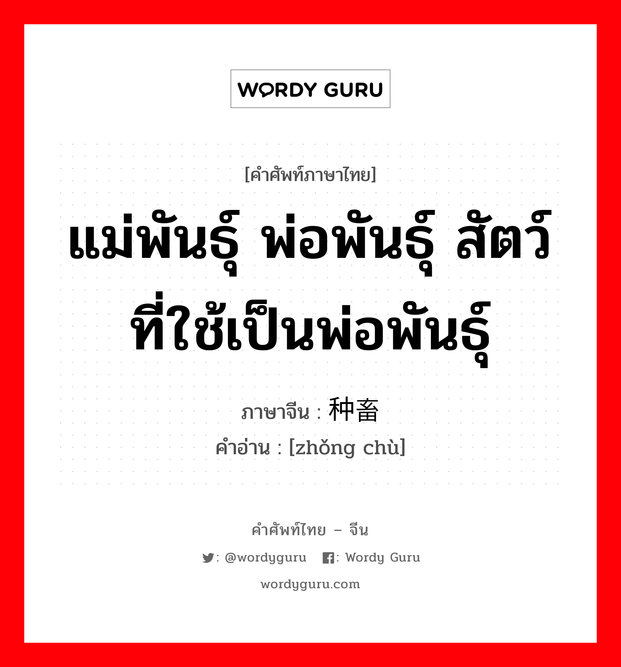 แม่พันธุ์ พ่อพันธุ์ สัตว์ที่ใช้เป็นพ่อพันธุ์ ภาษาจีนคืออะไร, คำศัพท์ภาษาไทย - จีน แม่พันธุ์ พ่อพันธุ์ สัตว์ที่ใช้เป็นพ่อพันธุ์ ภาษาจีน 种畜 คำอ่าน [zhǒng chù]