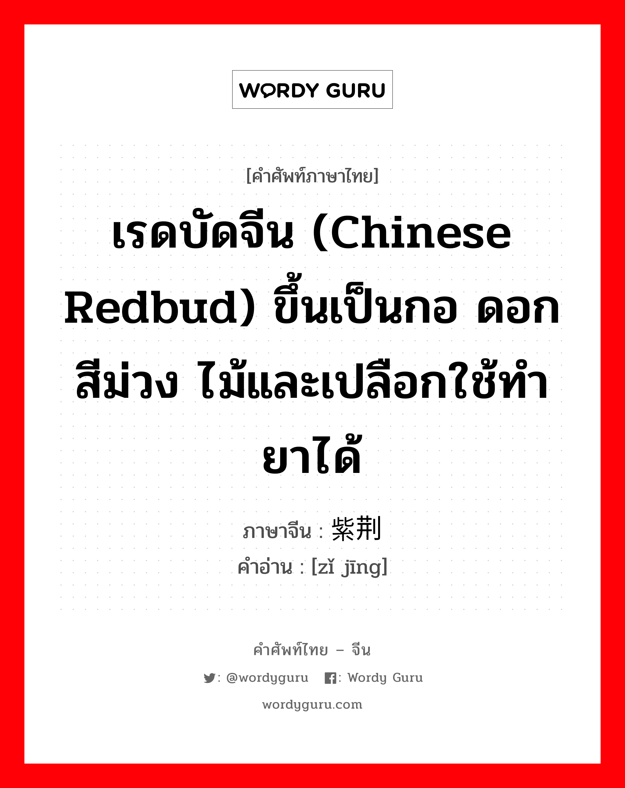 เรดบัดจีน (Chinese redbud) ขึ้นเป็นกอ ดอกสีม่วง ไม้และเปลือกใช้ทำยาได้ ภาษาจีนคืออะไร, คำศัพท์ภาษาไทย - จีน เรดบัดจีน (Chinese redbud) ขึ้นเป็นกอ ดอกสีม่วง ไม้และเปลือกใช้ทำยาได้ ภาษาจีน 紫荆 คำอ่าน [zǐ jīng]