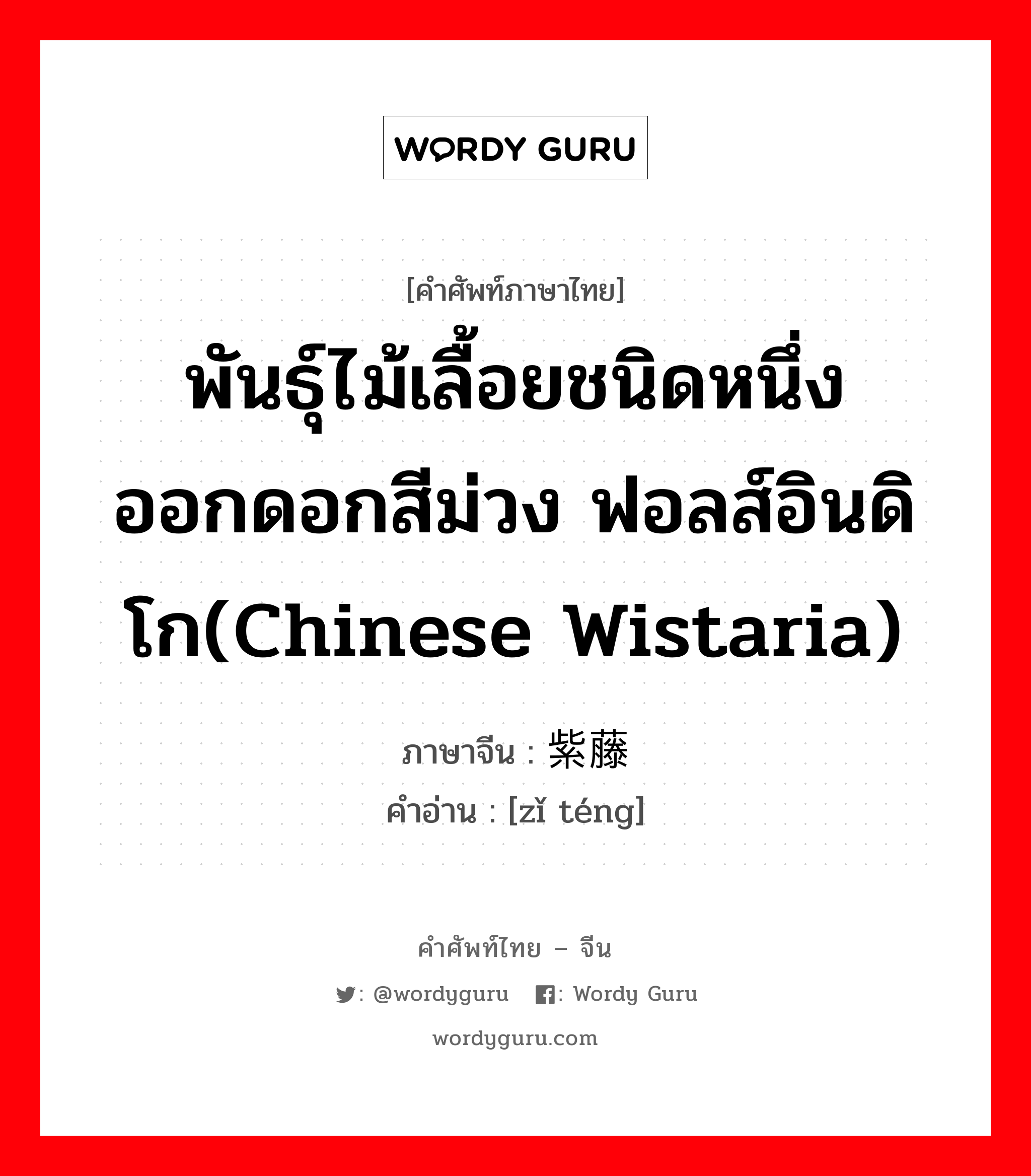 พันธุ์ไม้เลื้อยชนิดหนึ่ง ออกดอกสีม่วง ฟอลส์อินดิโก(Chinese wistaria) ภาษาจีนคืออะไร, คำศัพท์ภาษาไทย - จีน พันธุ์ไม้เลื้อยชนิดหนึ่ง ออกดอกสีม่วง ฟอลส์อินดิโก(Chinese wistaria) ภาษาจีน 紫藤 คำอ่าน [zǐ téng]