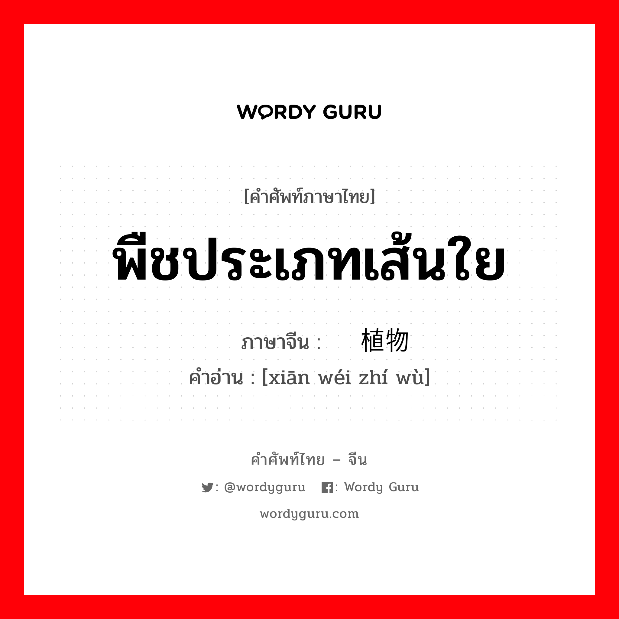 พืชประเภทเส้นใย ภาษาจีนคืออะไร, คำศัพท์ภาษาไทย - จีน พืชประเภทเส้นใย ภาษาจีน 纤维植物 คำอ่าน [xiān wéi zhí wù]