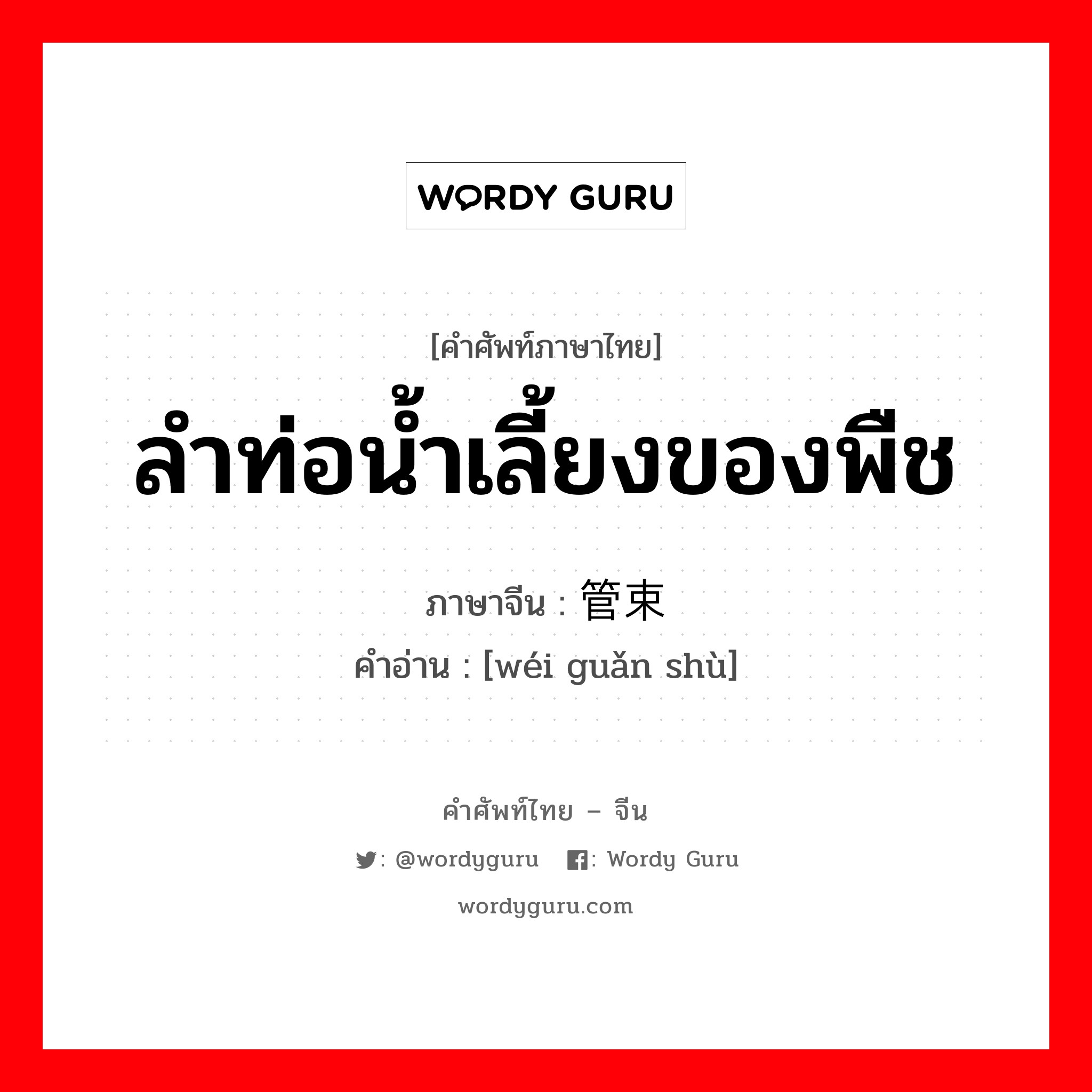 ลำท่อน้ำเลี้ยงของพืช ภาษาจีนคืออะไร, คำศัพท์ภาษาไทย - จีน ลำท่อน้ำเลี้ยงของพืช ภาษาจีน 维管束 คำอ่าน [wéi guǎn shù]