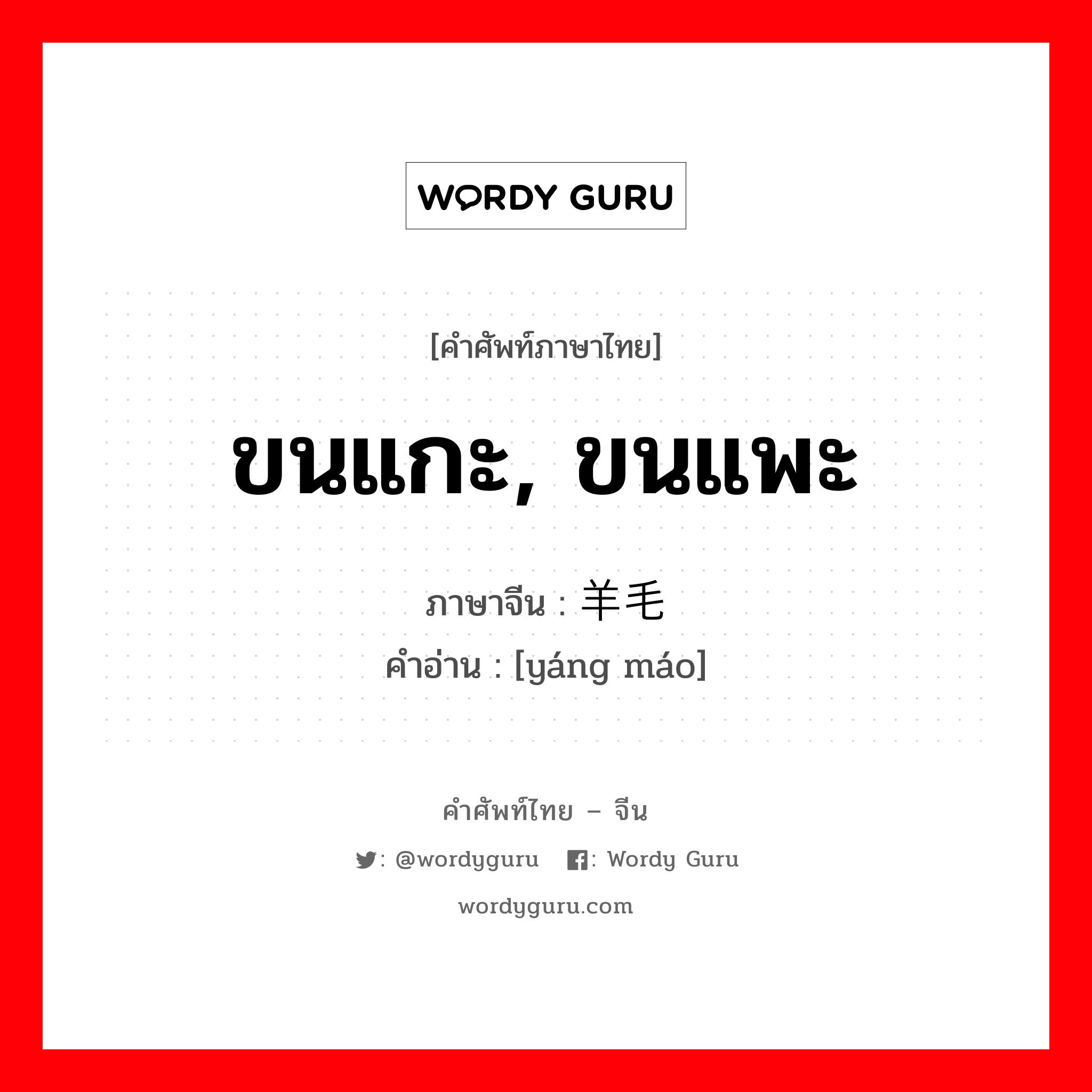 ขนแกะ, ขนแพะ ภาษาจีนคืออะไร, คำศัพท์ภาษาไทย - จีน ขนแกะ, ขนแพะ ภาษาจีน 羊毛 คำอ่าน [yáng máo]