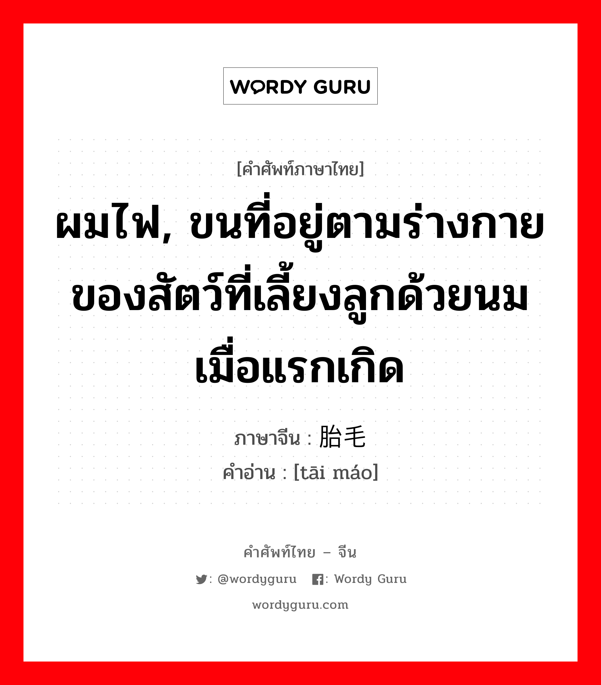 ผมไฟ, ขนที่อยู่ตามร่างกายของสัตว์ที่เลี้ยงลูกด้วยนมเมื่อแรกเกิด ภาษาจีนคืออะไร, คำศัพท์ภาษาไทย - จีน ผมไฟ, ขนที่อยู่ตามร่างกายของสัตว์ที่เลี้ยงลูกด้วยนมเมื่อแรกเกิด ภาษาจีน 胎毛 คำอ่าน [tāi máo]