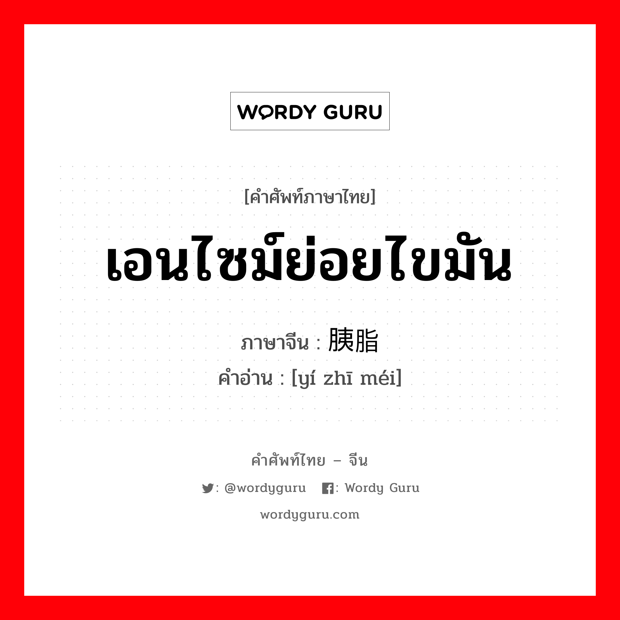 เอนไซม์ย่อยไขมัน ภาษาจีนคืออะไร, คำศัพท์ภาษาไทย - จีน เอนไซม์ย่อยไขมัน ภาษาจีน 胰脂酶 คำอ่าน [yí zhī méi]