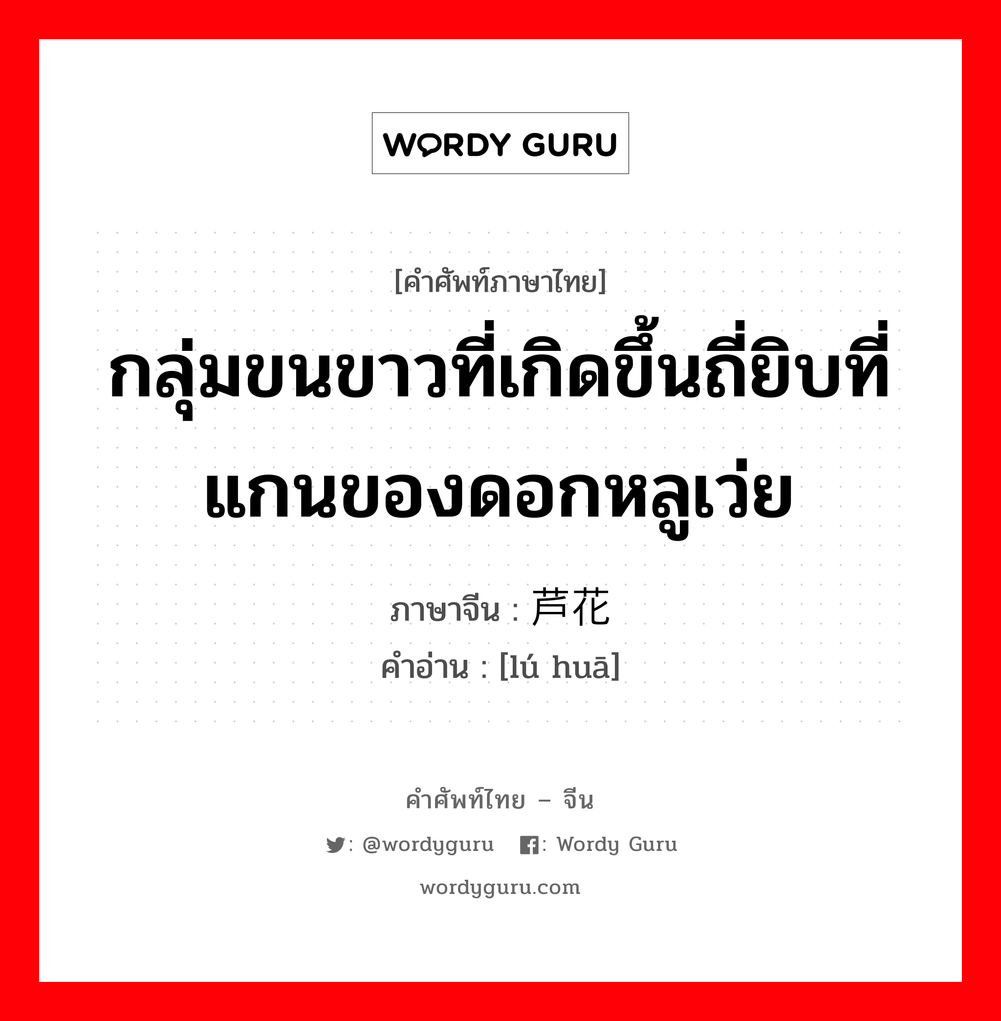 กลุ่มขนขาวที่เกิดขึ้นถี่ยิบที่แกนของดอกหลูเว่ย ภาษาจีนคืออะไร, คำศัพท์ภาษาไทย - จีน กลุ่มขนขาวที่เกิดขึ้นถี่ยิบที่แกนของดอกหลูเว่ย ภาษาจีน 芦花 คำอ่าน [lú huā]