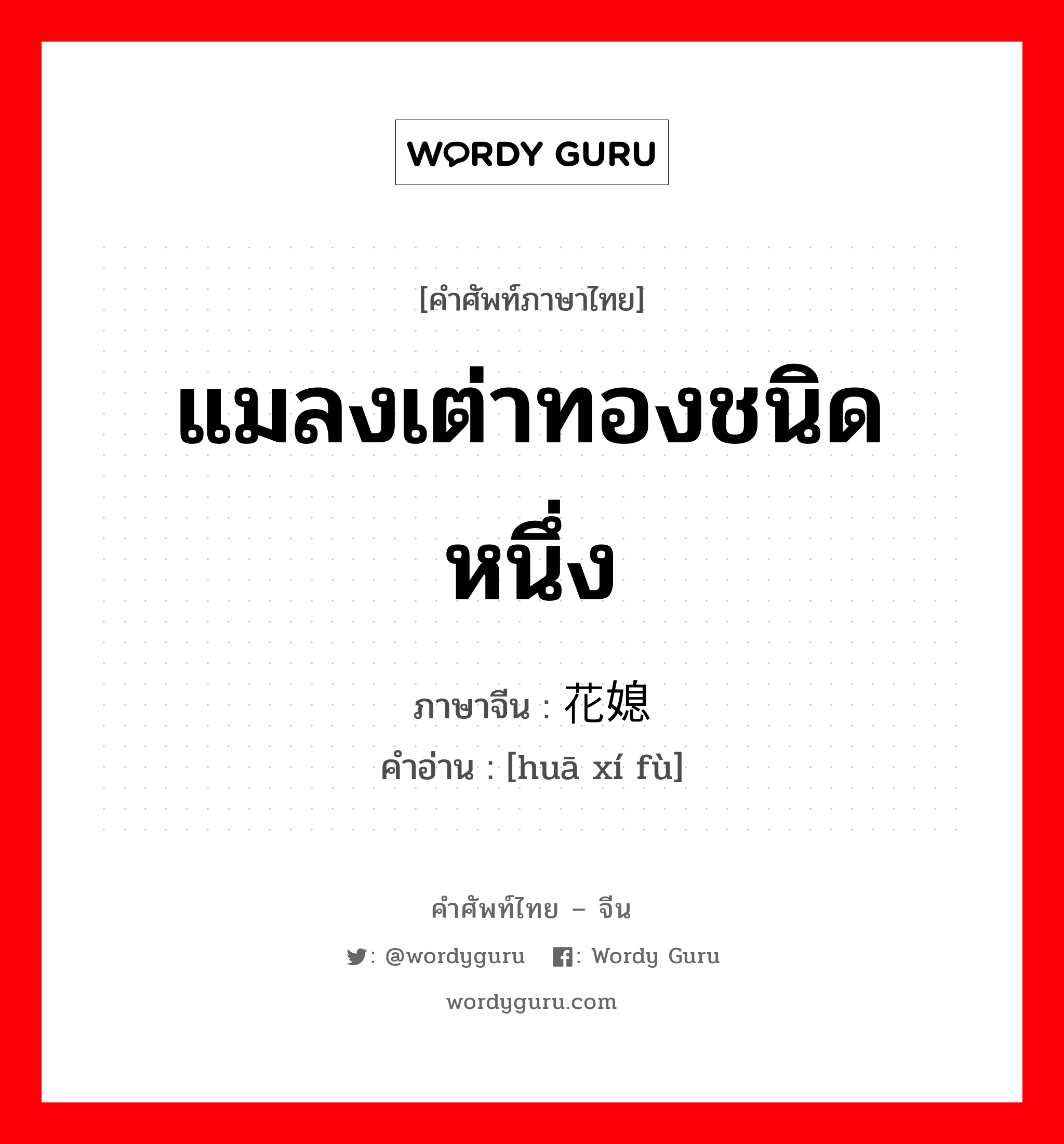 แมลงเต่าทองชนิดหนึ่ง ภาษาจีนคืออะไร, คำศัพท์ภาษาไทย - จีน แมลงเต่าทองชนิดหนึ่ง ภาษาจีน 花媳妇 คำอ่าน [huā xí fù]