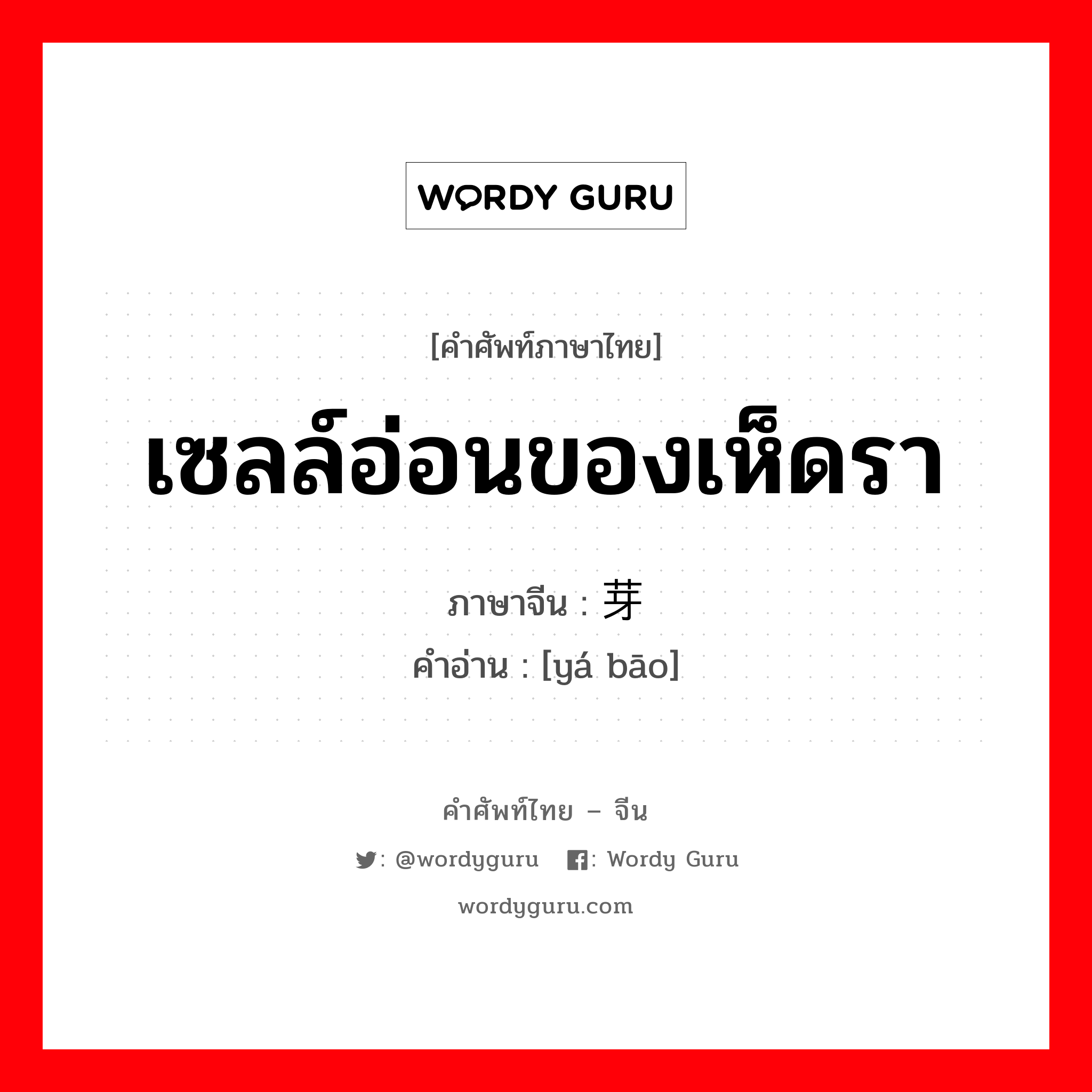 เซลล์อ่อนของเห็ดรา ภาษาจีนคืออะไร, คำศัพท์ภาษาไทย - จีน เซลล์อ่อนของเห็ดรา ภาษาจีน 芽孢 คำอ่าน [yá bāo]