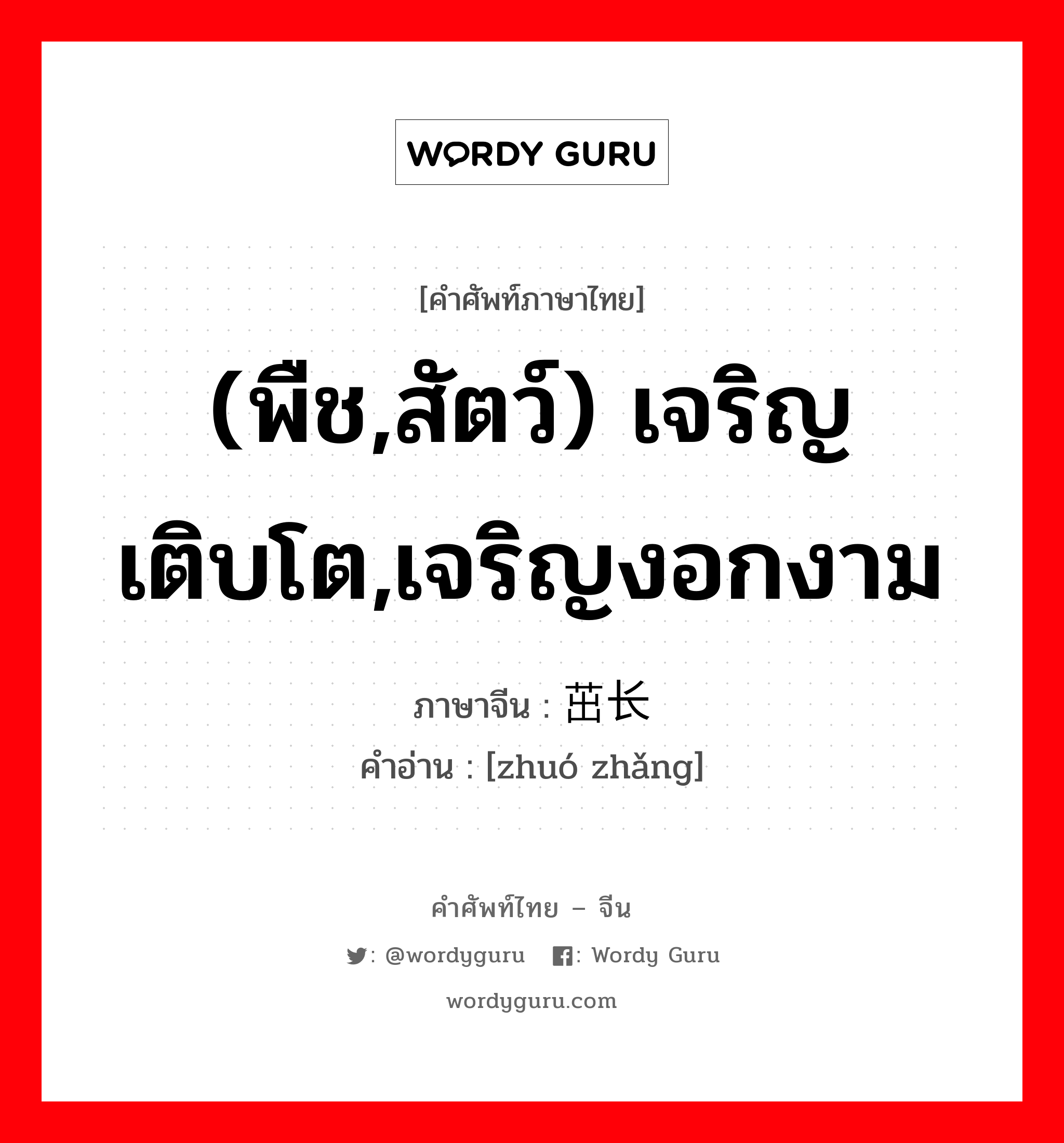 (พืช,สัตว์) เจริญเติบโต,เจริญงอกงาม ภาษาจีนคืออะไร, คำศัพท์ภาษาไทย - จีน (พืช,สัตว์) เจริญเติบโต,เจริญงอกงาม ภาษาจีน 茁长 คำอ่าน [zhuó zhǎng]