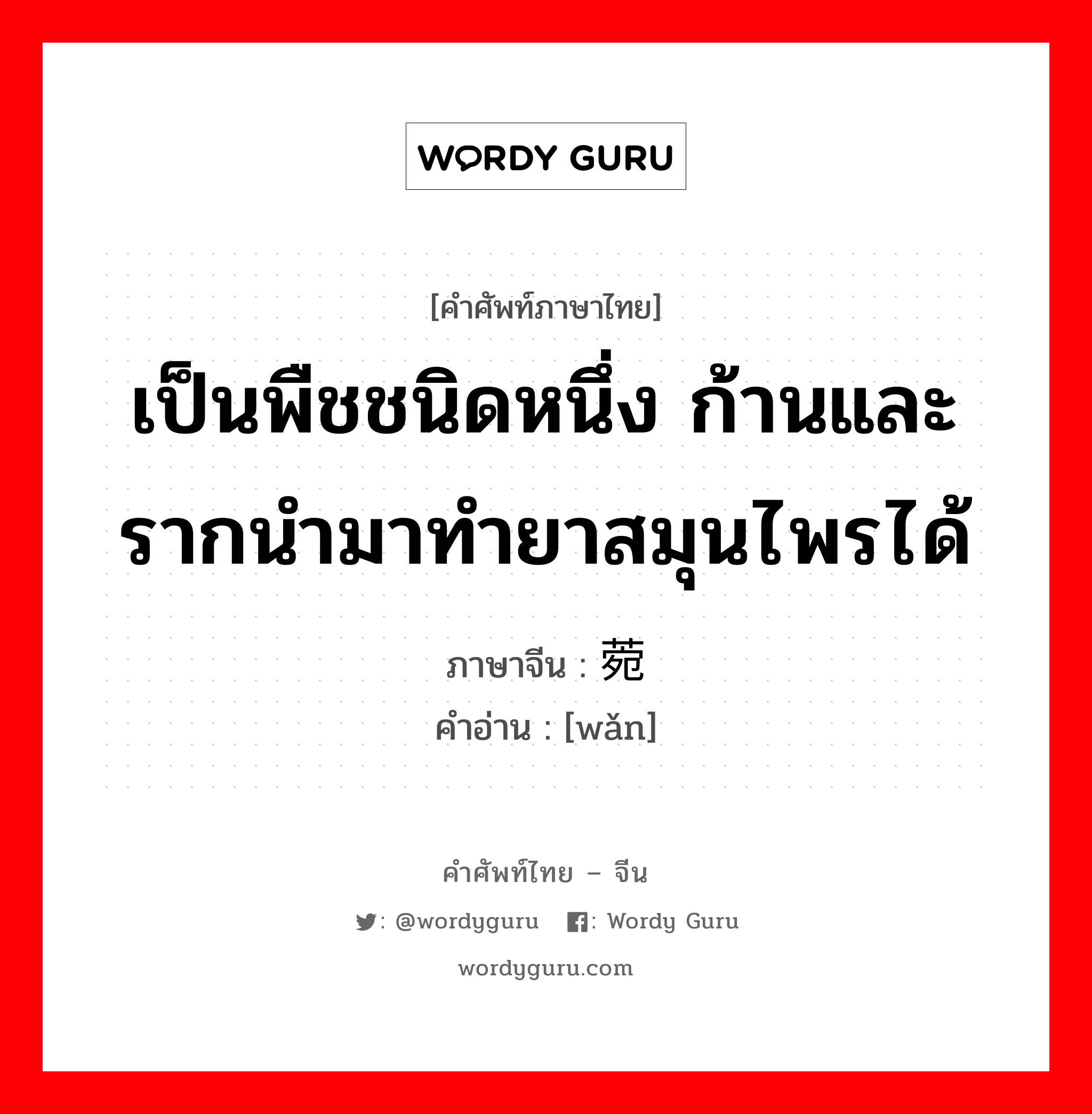 เป็นพืชชนิดหนึ่ง ก้านและรากนำมาทำยาสมุนไพรได้ ภาษาจีนคืออะไร, คำศัพท์ภาษาไทย - จีน เป็นพืชชนิดหนึ่ง ก้านและรากนำมาทำยาสมุนไพรได้ ภาษาจีน 菀 คำอ่าน [wǎn]