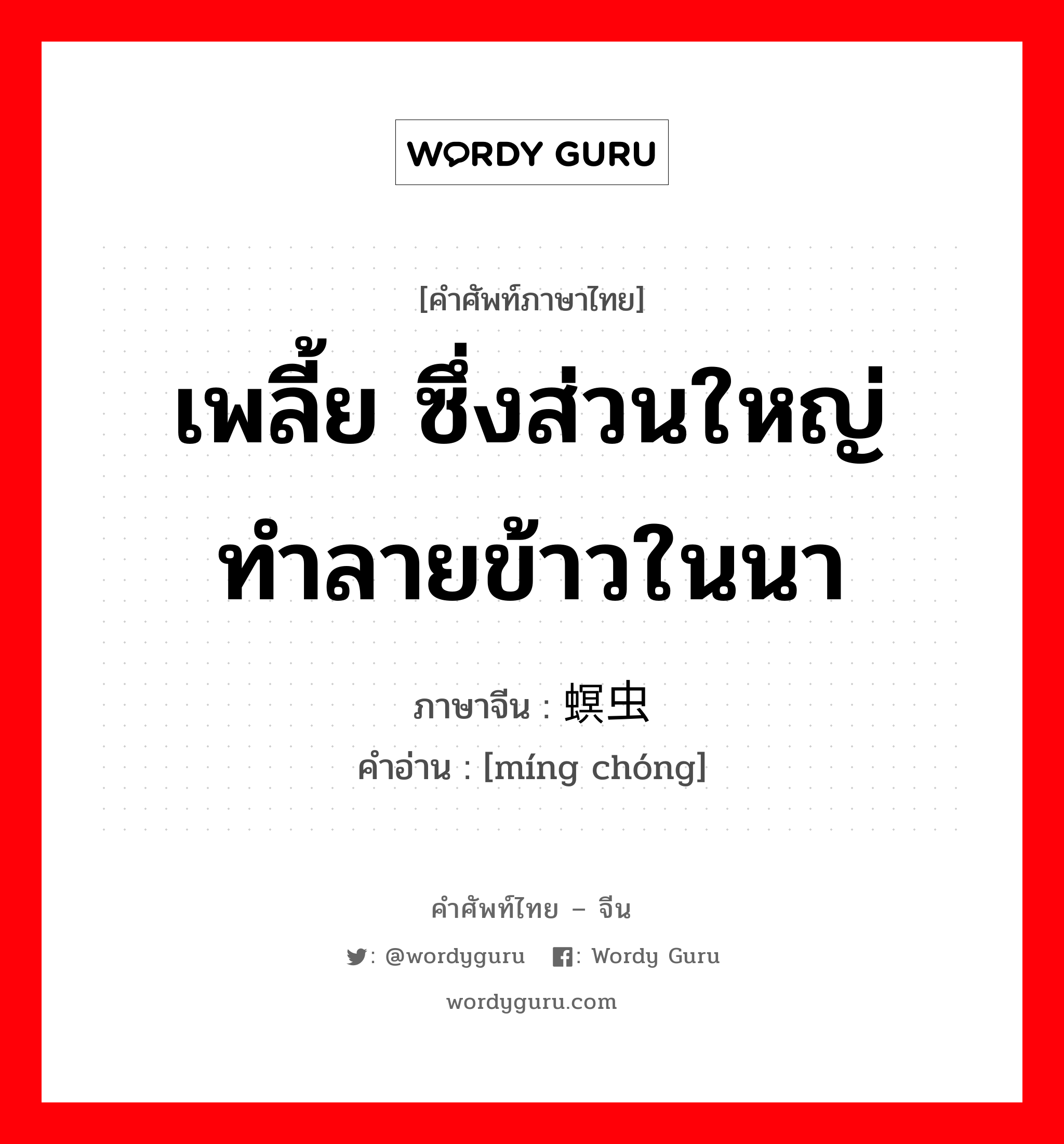 เพลี้ย ซึ่งส่วนใหญ่ทำลายข้าวในนา ภาษาจีนคืออะไร, คำศัพท์ภาษาไทย - จีน เพลี้ย ซึ่งส่วนใหญ่ทำลายข้าวในนา ภาษาจีน 螟虫 คำอ่าน [míng chóng]