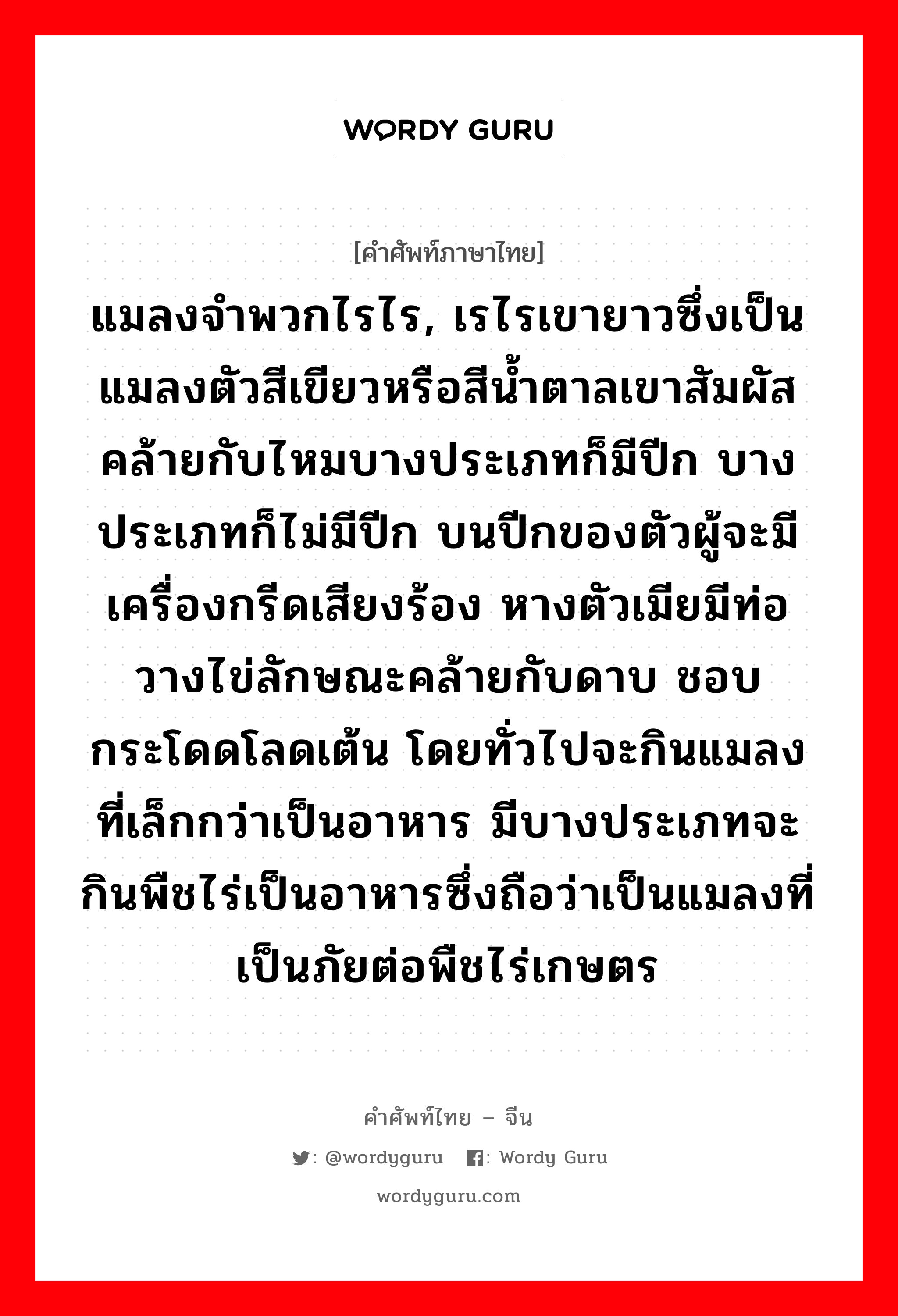 แมลงจำพวกไรไร, เรไรเขายาวซึ่งเป็นแมลงตัวสีเขียวหรือสีน้ำตาลเขาสัมผัสคล้ายกับไหมบางประเภทก็มีปีก บางประเภทก็ไม่มีปีก บนปีกของตัวผู้จะมีเครื่องกรีดเสียงร้อง หางตัวเมียมีท่อวางไข่ลักษณะคล้ายกับดาบ ชอบกระโดดโลดเต้น โดยทั่วไปจะกินแมลงที่เล็กกว่าเป็นอาหาร มีบางประเภทจะกินพืชไร่เป็นอาหารซึ่งถือว่าเป็นแมลงที่เป็นภัยต่อพืชไร่เกษตร ภาษาจีนคืออะไร, คำศัพท์ภาษาไทย - จีน แมลงจำพวกไรไร, เรไรเขายาวซึ่งเป็นแมลงตัวสีเขียวหรือสีน้ำตาลเขาสัมผัสคล้ายกับไหมบางประเภทก็มีปีก บางประเภทก็ไม่มีปีก บนปีกของตัวผู้จะมีเครื่องกรีดเสียงร้อง หางตัวเมียมีท่อวางไข่ลักษณะคล้ายกับดาบ ชอบกระโดดโลดเต้น โดยทั่วไปจะกินแมลงที่เล็กกว่าเป็นอาหาร มีบางประเภทจะกินพืชไร่เป็นอาหารซึ่งถือว่าเป็นแมลงที่เป็นภัยต่อพืชไร่เกษตร ภาษาจีน 螽斯 คำอ่าน [zhōng sī]