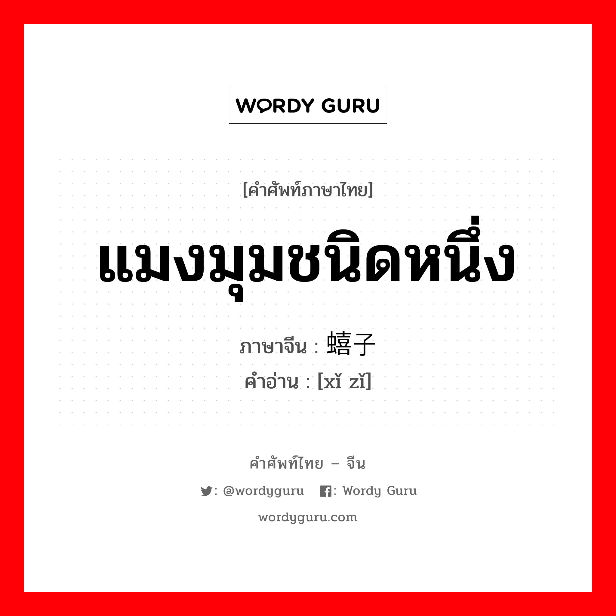 แมงมุมชนิดหนึ่ง ภาษาจีนคืออะไร, คำศัพท์ภาษาไทย - จีน แมงมุมชนิดหนึ่ง ภาษาจีน 蟢子 คำอ่าน [xǐ zǐ]