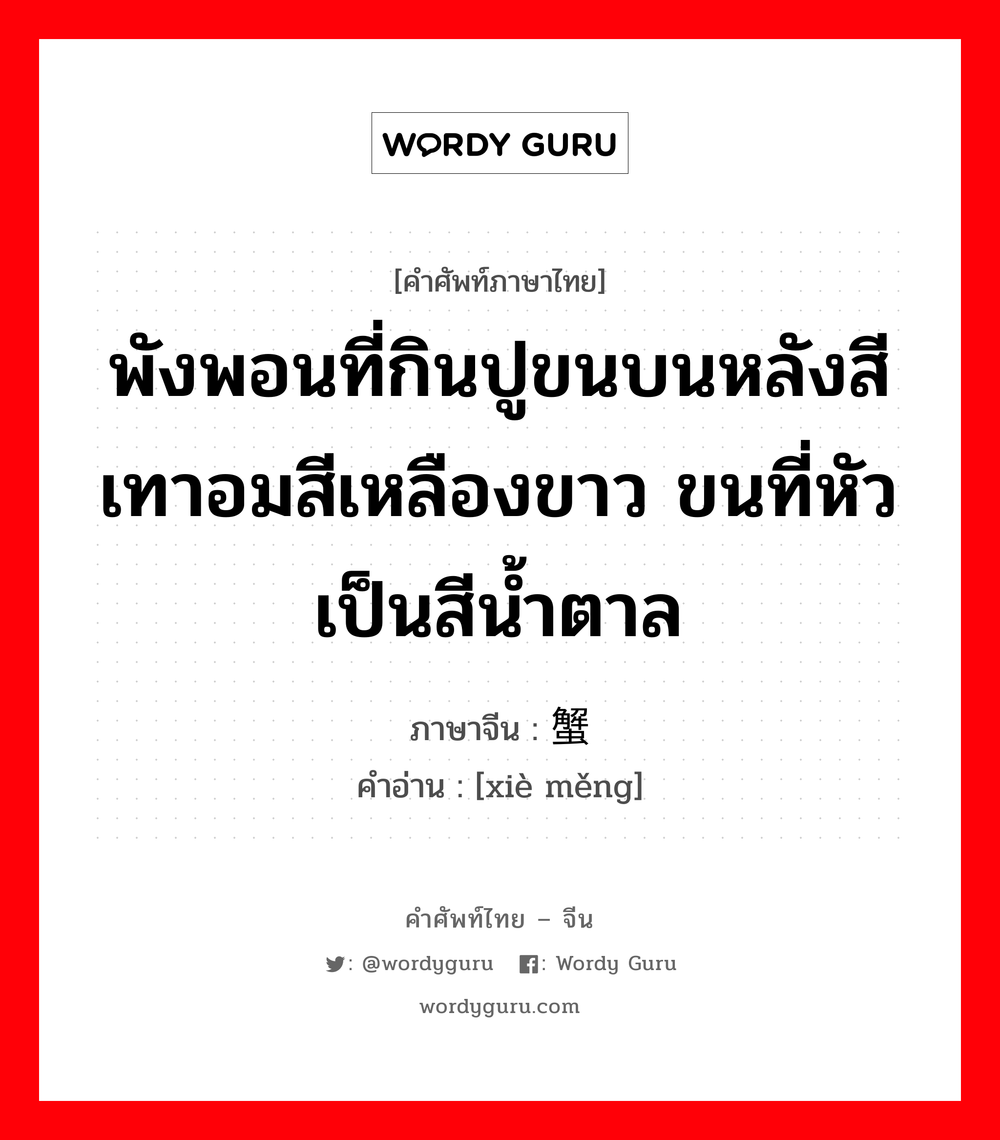 พังพอนที่กินปูขนบนหลังสีเทาอมสีเหลืองขาว ขนที่หัวเป็นสีน้ำตาล ภาษาจีนคืออะไร, คำศัพท์ภาษาไทย - จีน พังพอนที่กินปูขนบนหลังสีเทาอมสีเหลืองขาว ขนที่หัวเป็นสีน้ำตาล ภาษาจีน 蟹獴 คำอ่าน [xiè měng]