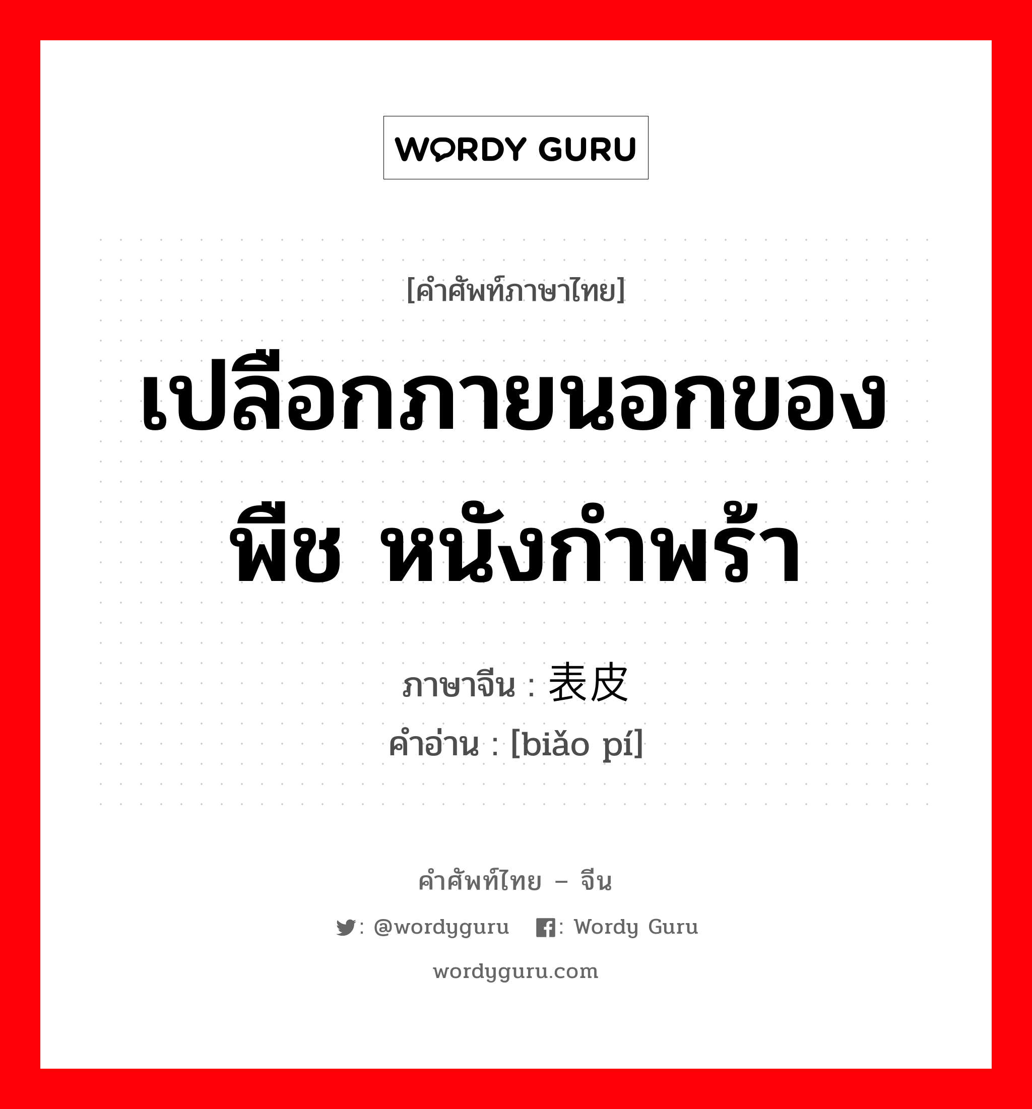 เปลือกภายนอกของพืช หนังกำพร้า ภาษาจีนคืออะไร, คำศัพท์ภาษาไทย - จีน เปลือกภายนอกของพืช หนังกำพร้า ภาษาจีน 表皮 คำอ่าน [biǎo pí]