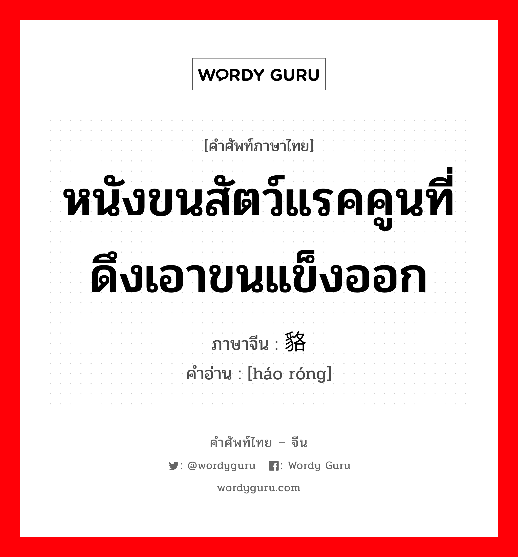 หนังขนสัตว์แรคคูนที่ดึงเอาขนแข็งออก ภาษาจีนคืออะไร, คำศัพท์ภาษาไทย - จีน หนังขนสัตว์แรคคูนที่ดึงเอาขนแข็งออก ภาษาจีน 貉绒 คำอ่าน [háo róng]