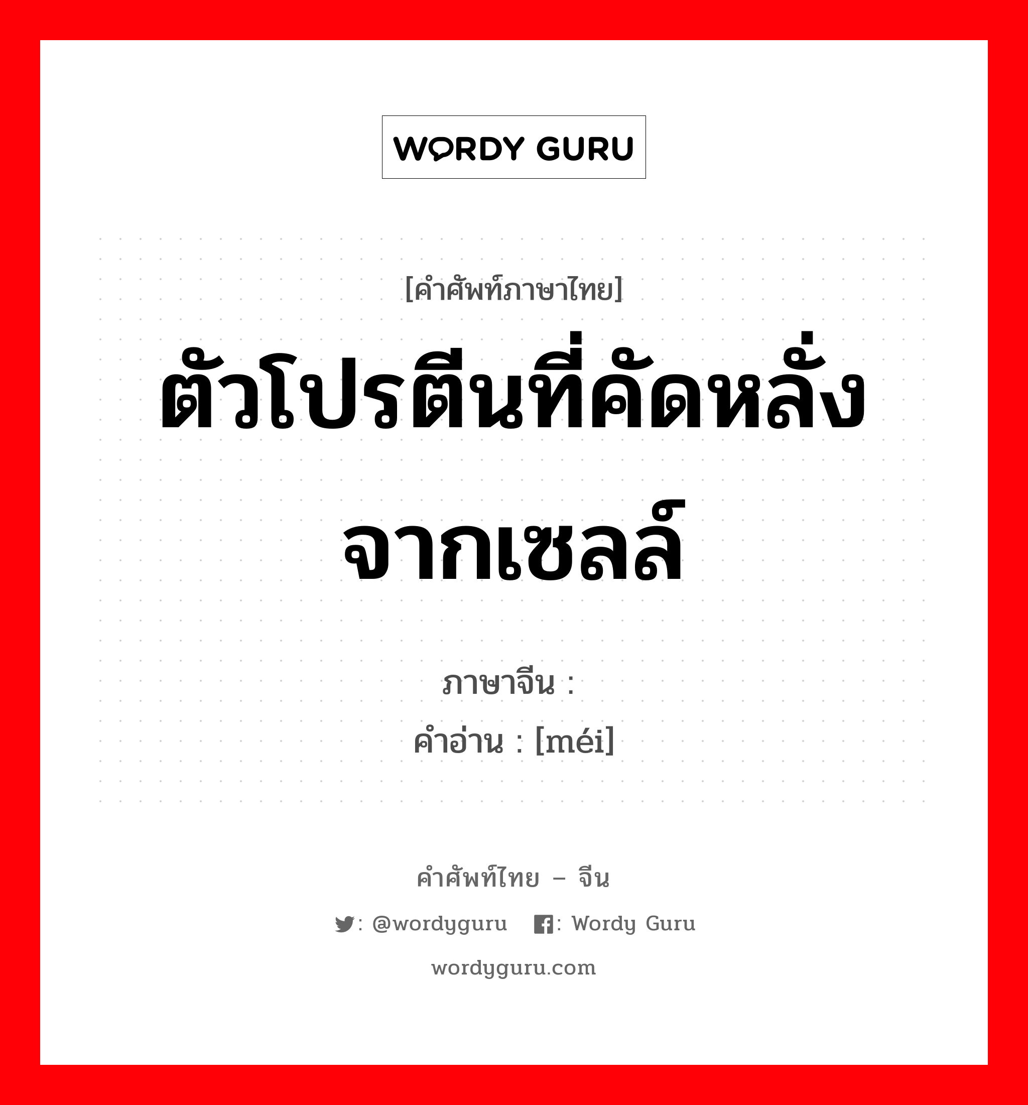 ตัวโปรตีนที่คัดหลั่งจากเซลล์ ภาษาจีนคืออะไร, คำศัพท์ภาษาไทย - จีน ตัวโปรตีนที่คัดหลั่งจากเซลล์ ภาษาจีน 酶 คำอ่าน [méi]