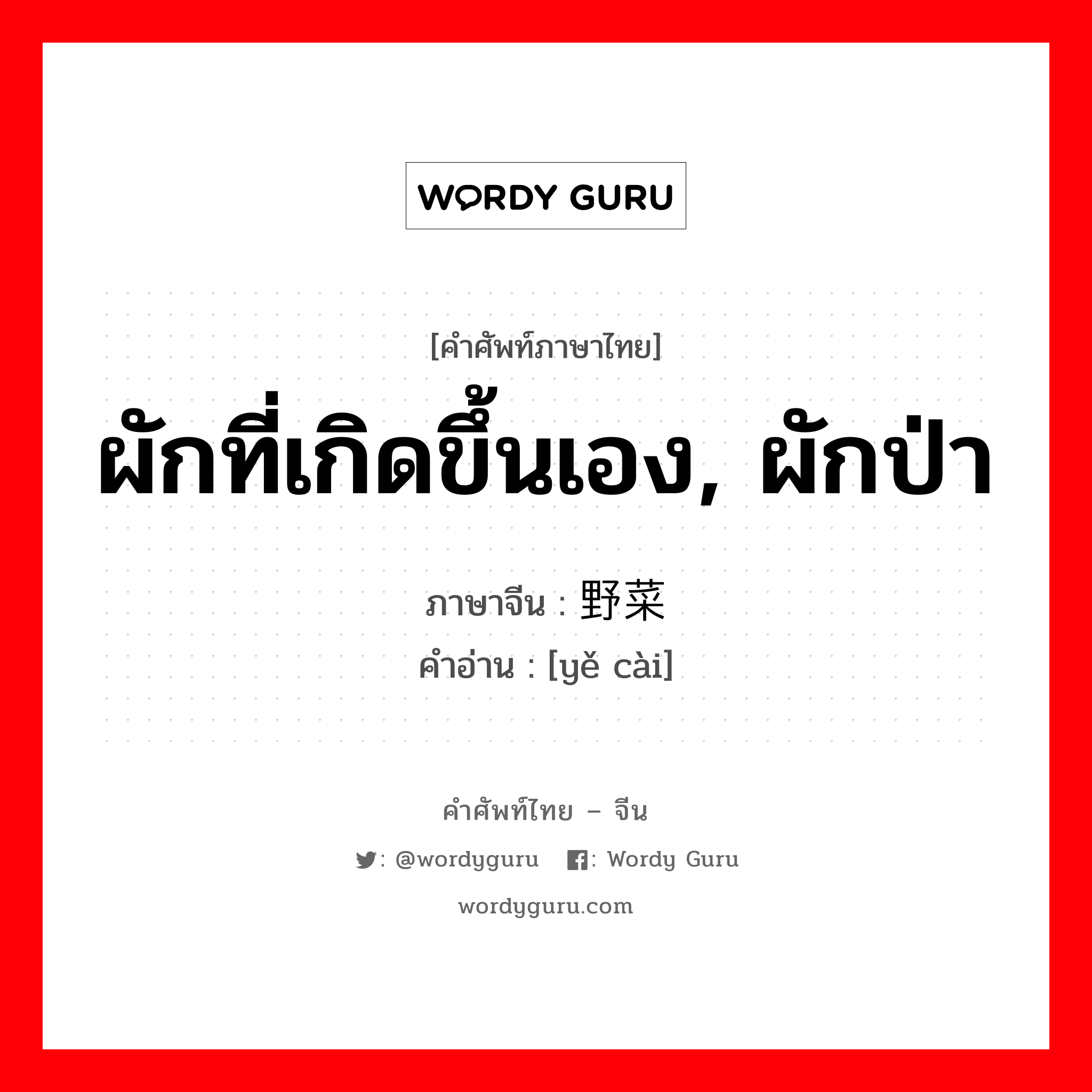 ผักที่เกิดขึ้นเอง, ผักป่า ภาษาจีนคืออะไร, คำศัพท์ภาษาไทย - จีน ผักที่เกิดขึ้นเอง, ผักป่า ภาษาจีน 野菜 คำอ่าน [yě cài]