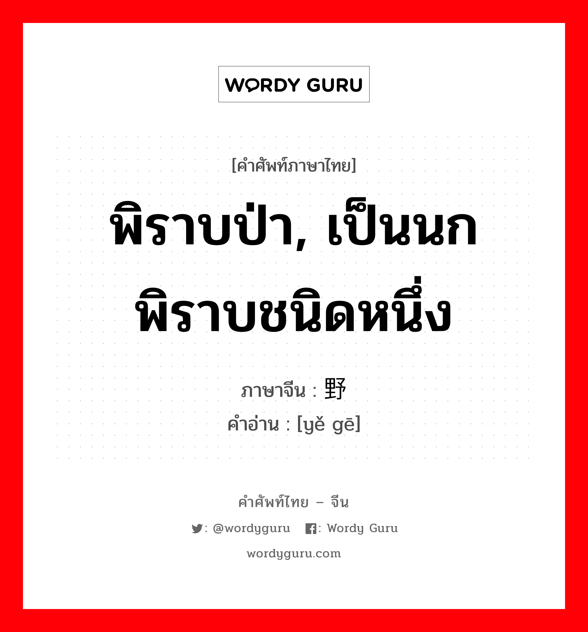 พิราบป่า, เป็นนกพิราบชนิดหนึ่ง ภาษาจีนคืออะไร, คำศัพท์ภาษาไทย - จีน พิราบป่า, เป็นนกพิราบชนิดหนึ่ง ภาษาจีน 野鸽 คำอ่าน [yě gē]