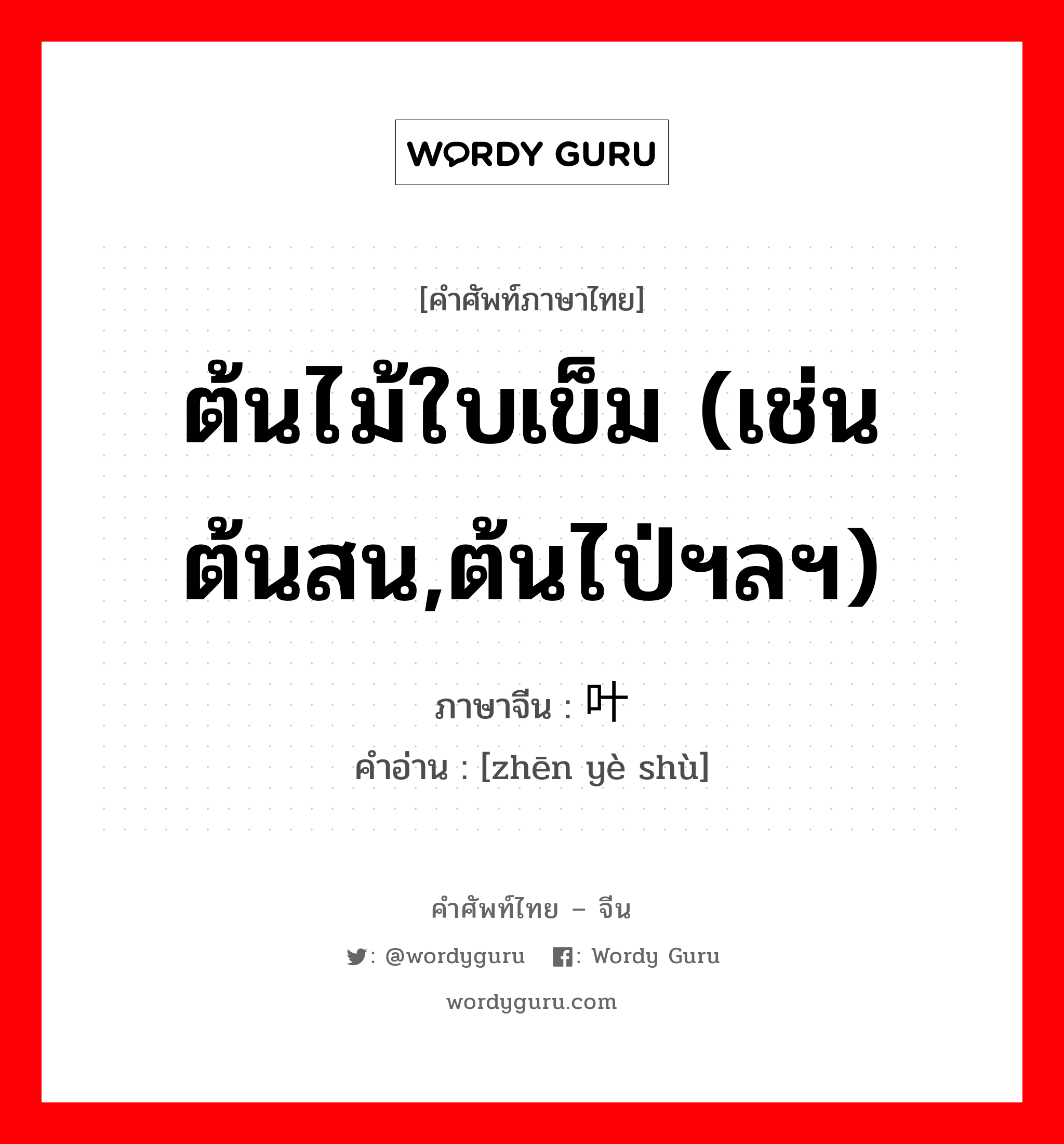 ต้นไม้ใบเข็ม (เช่น ต้นสน,ต้นไป่ฯลฯ) ภาษาจีนคืออะไร, คำศัพท์ภาษาไทย - จีน ต้นไม้ใบเข็ม (เช่น ต้นสน,ต้นไป่ฯลฯ) ภาษาจีน 针叶树 คำอ่าน [zhēn yè shù]