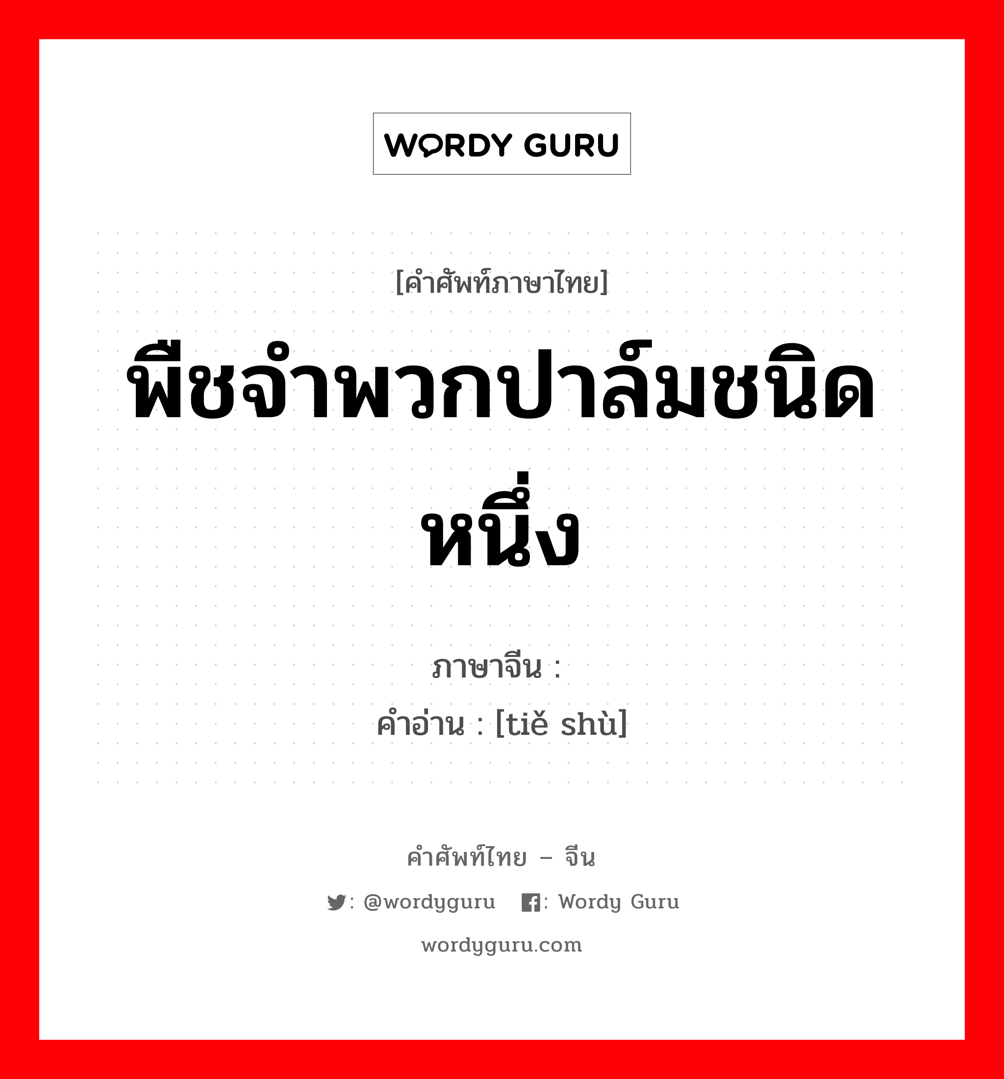 พืชจำพวกปาล์มชนิดหนึ่ง ภาษาจีนคืออะไร, คำศัพท์ภาษาไทย - จีน พืชจำพวกปาล์มชนิดหนึ่ง ภาษาจีน 铁树 คำอ่าน [tiě shù]