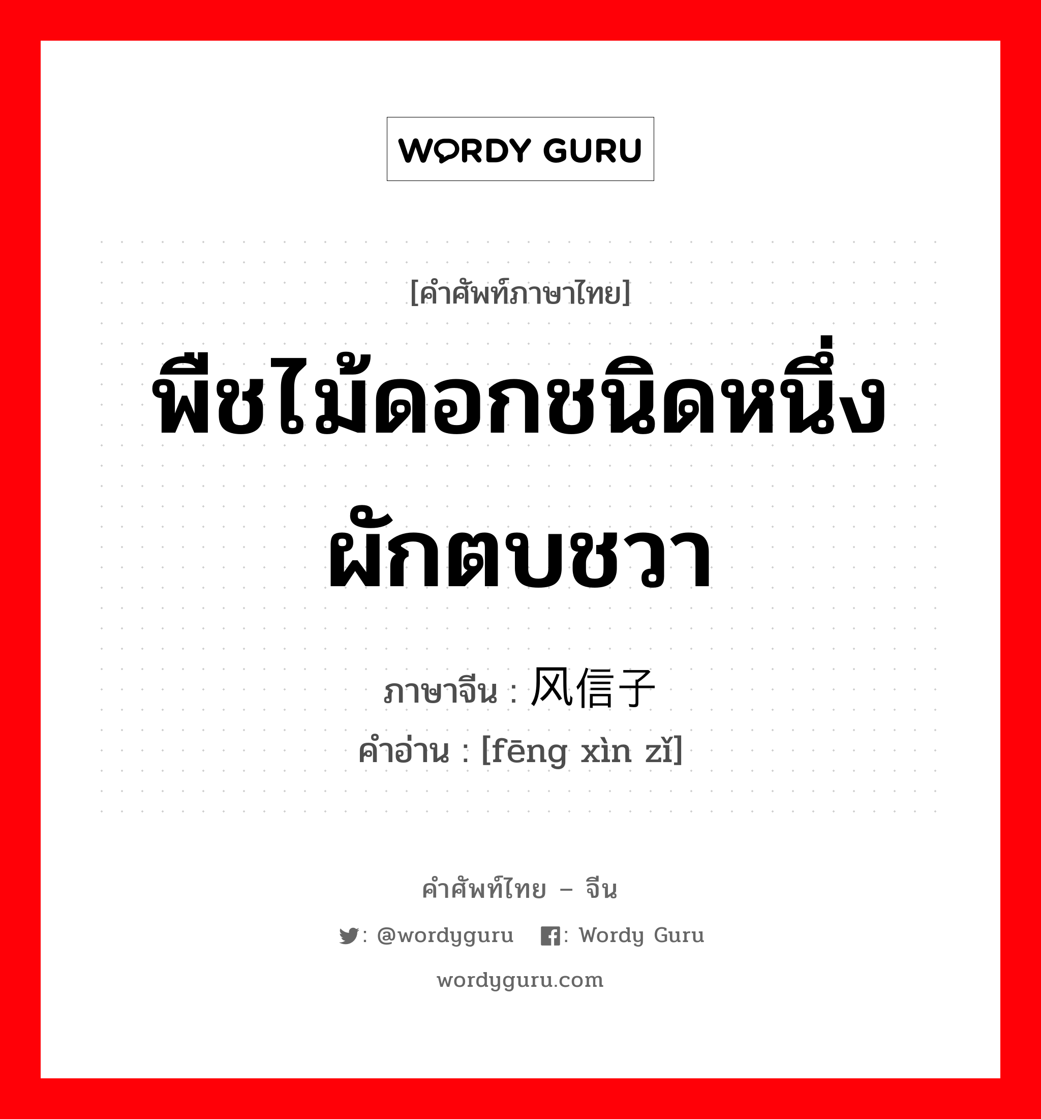 พืชไม้ดอกชนิดหนึ่ง ผักตบชวา ภาษาจีนคืออะไร, คำศัพท์ภาษาไทย - จีน พืชไม้ดอกชนิดหนึ่ง ผักตบชวา ภาษาจีน 风信子 คำอ่าน [fēng xìn zǐ]