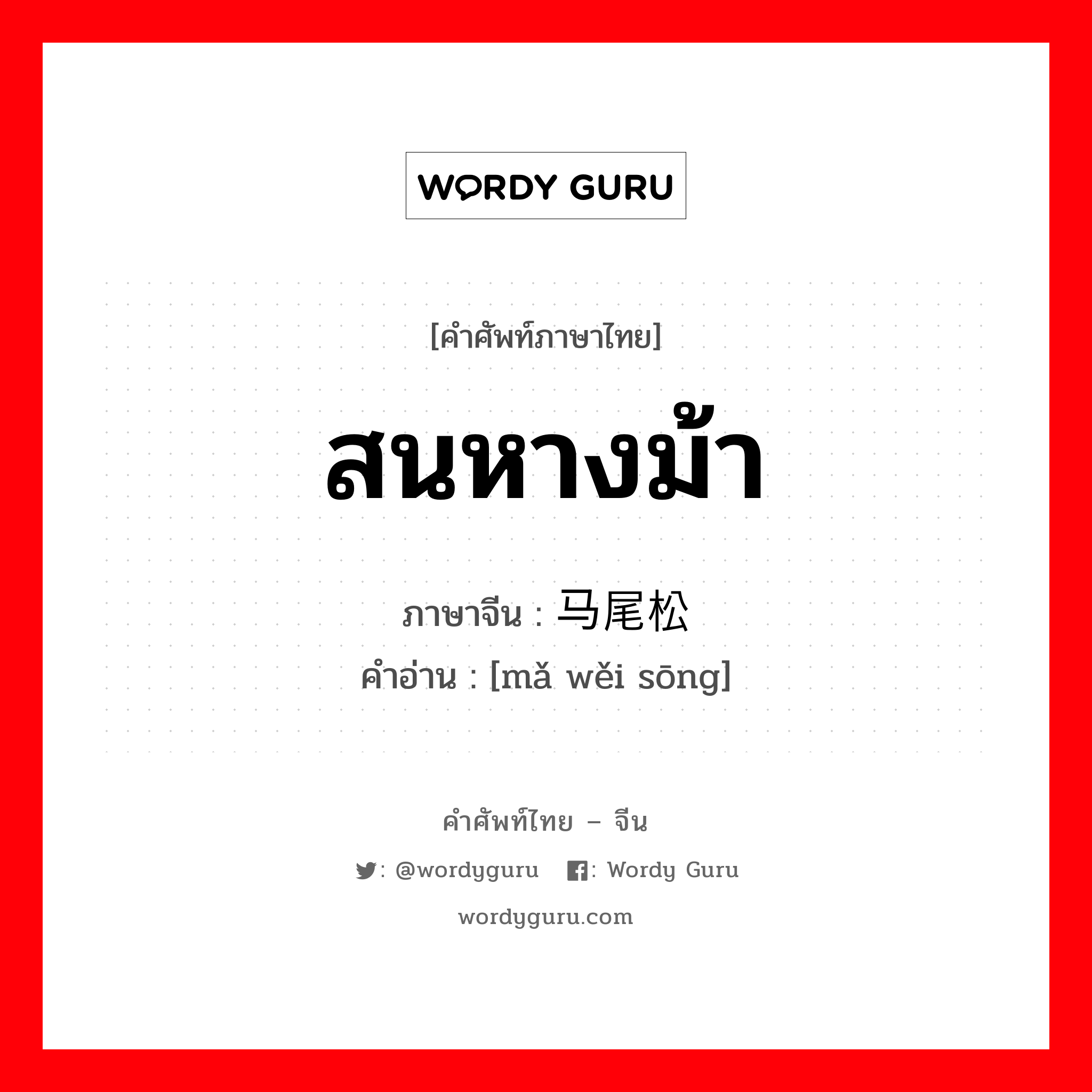 สนหางม้า ภาษาจีนคืออะไร, คำศัพท์ภาษาไทย - จีน สนหางม้า ภาษาจีน 马尾松 คำอ่าน [mǎ wěi sōng]