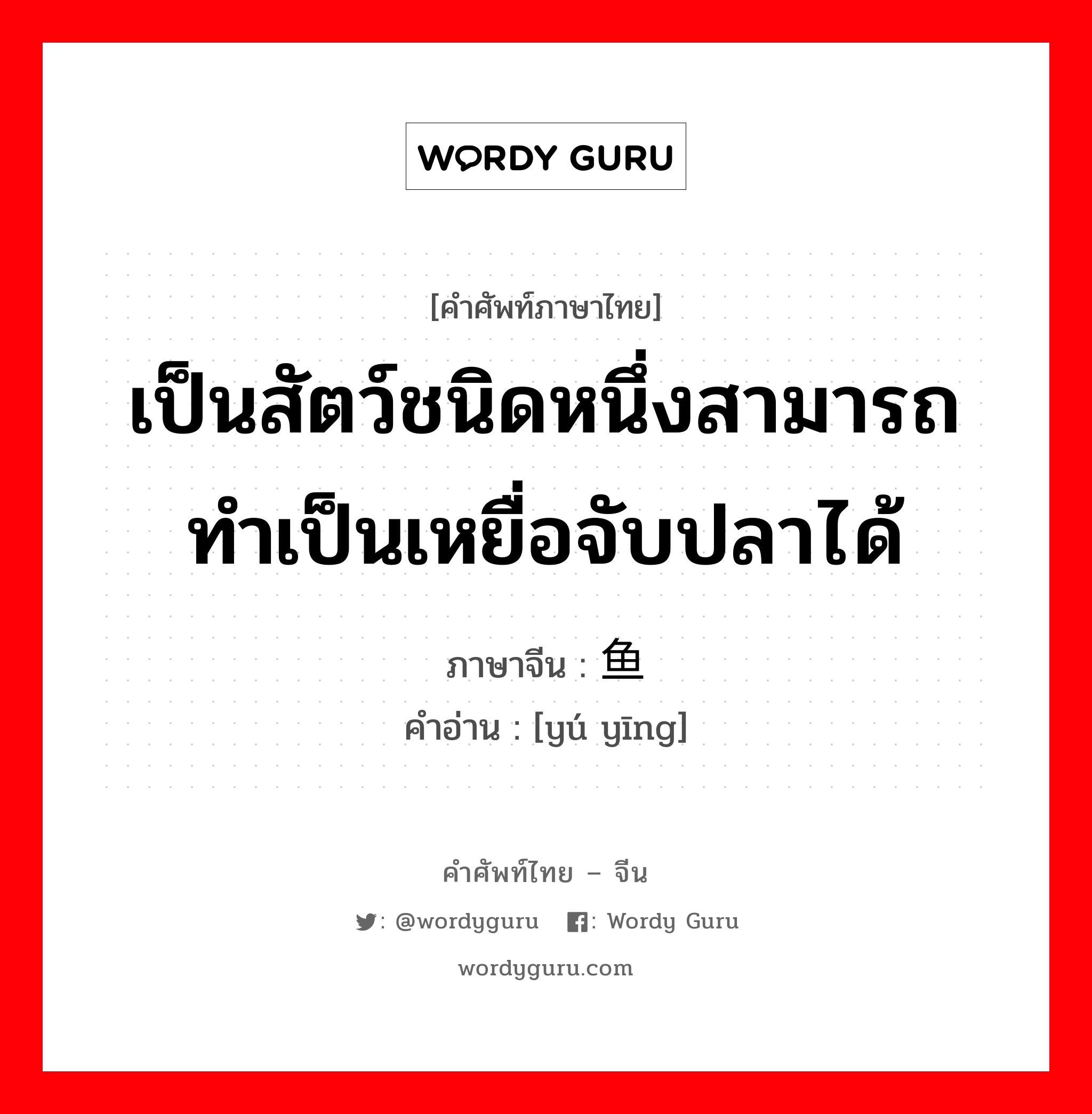 เป็นสัตว์ชนิดหนึ่งสามารถทำเป็นเหยื่อจับปลาได้ ภาษาจีนคืออะไร, คำศัพท์ภาษาไทย - จีน เป็นสัตว์ชนิดหนึ่งสามารถทำเป็นเหยื่อจับปลาได้ ภาษาจีน 鱼鹰 คำอ่าน [yú yīng]