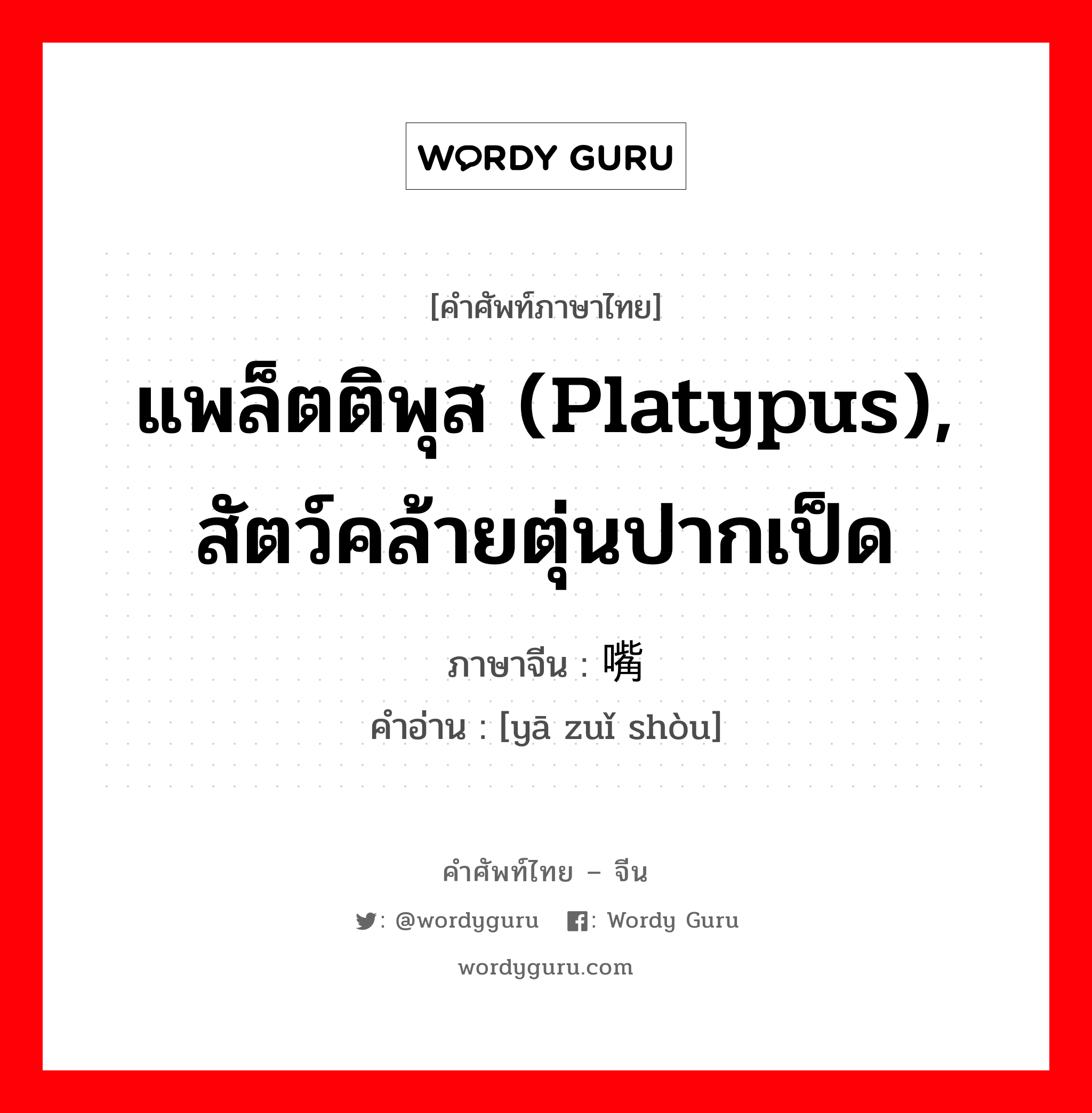 แพล็ตติพุส (platypus), สัตว์คล้ายตุ่นปากเป็ด ภาษาจีนคืออะไร, คำศัพท์ภาษาไทย - จีน แพล็ตติพุส (platypus), สัตว์คล้ายตุ่นปากเป็ด ภาษาจีน 鸭嘴兽 คำอ่าน [yā zuǐ shòu]