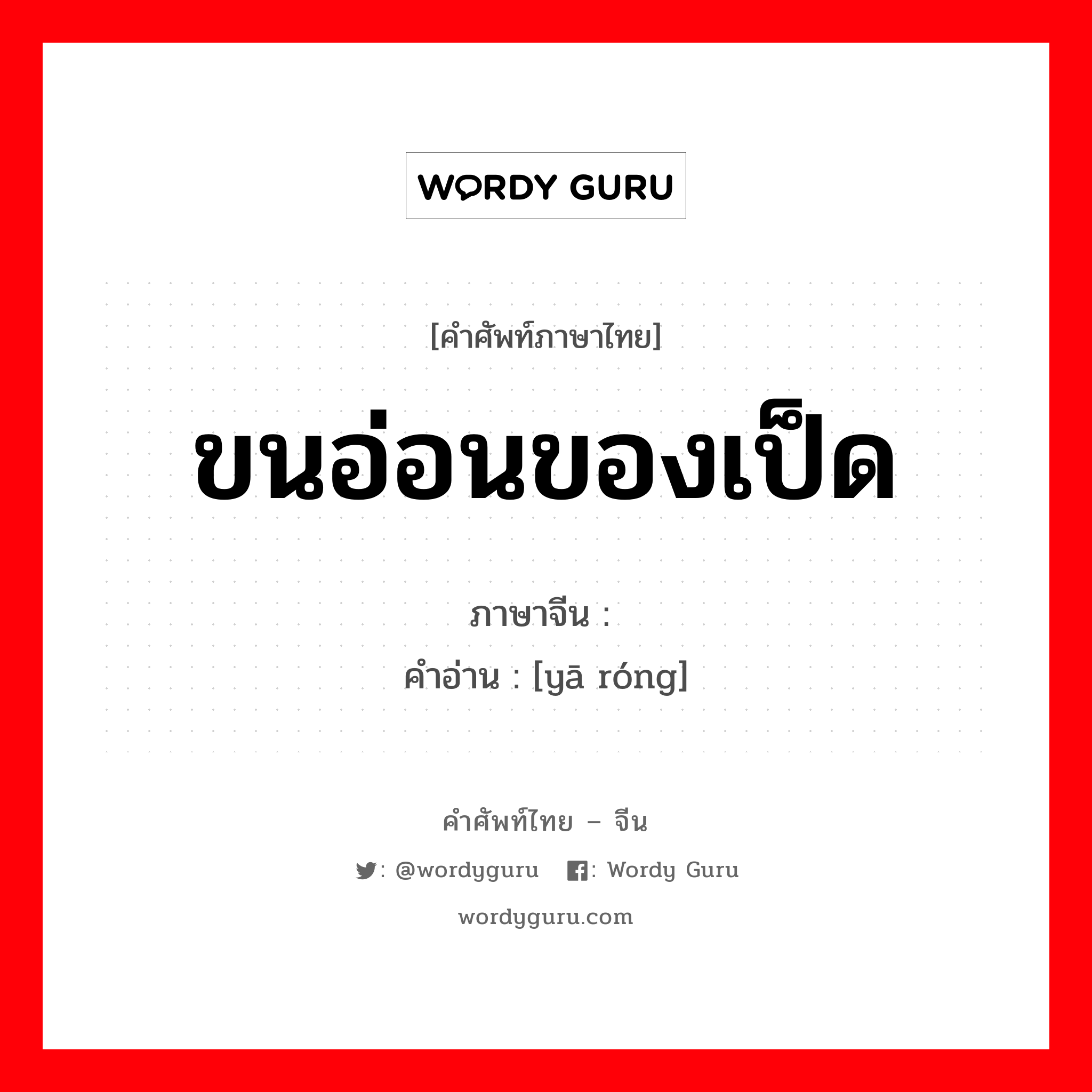 ขนอ่อนของเป็ด ภาษาจีนคืออะไร, คำศัพท์ภาษาไทย - จีน ขนอ่อนของเป็ด ภาษาจีน 鸭绒 คำอ่าน [yā róng]