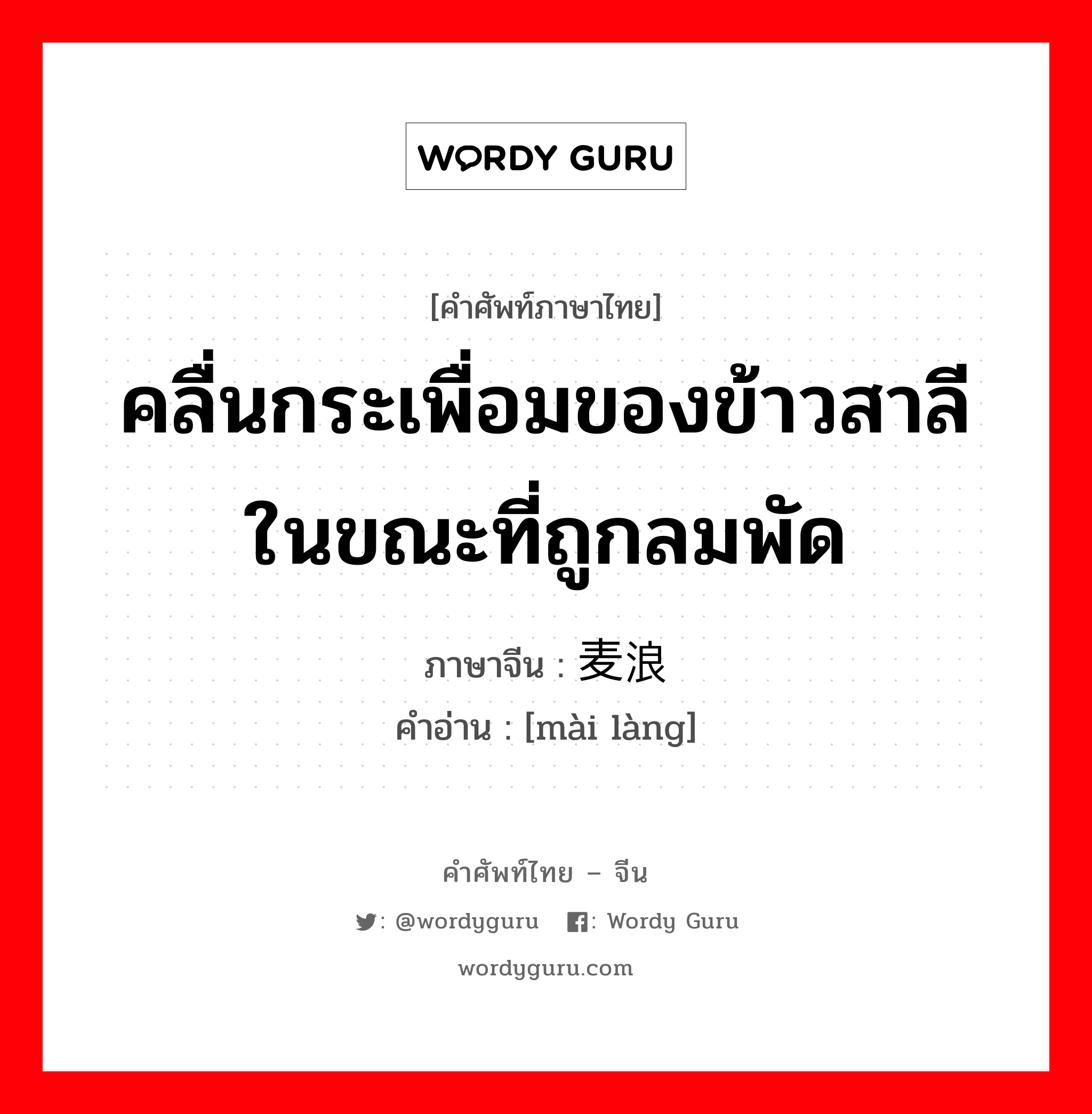 คลื่นกระเพื่อมของข้าวสาลีในขณะที่ถูกลมพัด ภาษาจีนคืออะไร, คำศัพท์ภาษาไทย - จีน คลื่นกระเพื่อมของข้าวสาลีในขณะที่ถูกลมพัด ภาษาจีน 麦浪 คำอ่าน [mài làng]