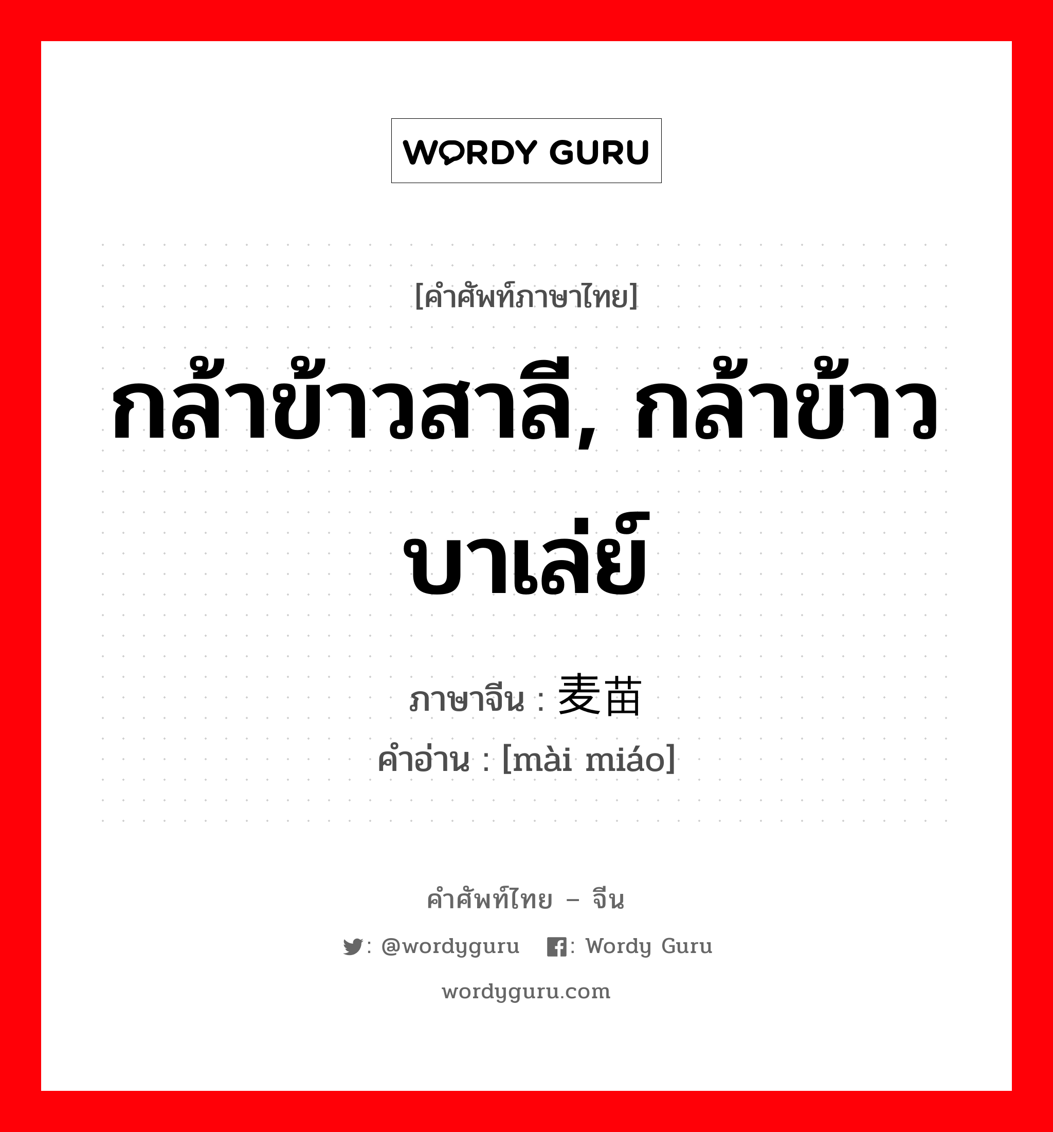 กล้าข้าวสาลี, กล้าข้าวบาเล่ย์ ภาษาจีนคืออะไร, คำศัพท์ภาษาไทย - จีน กล้าข้าวสาลี, กล้าข้าวบาเล่ย์ ภาษาจีน 麦苗 คำอ่าน [mài miáo]