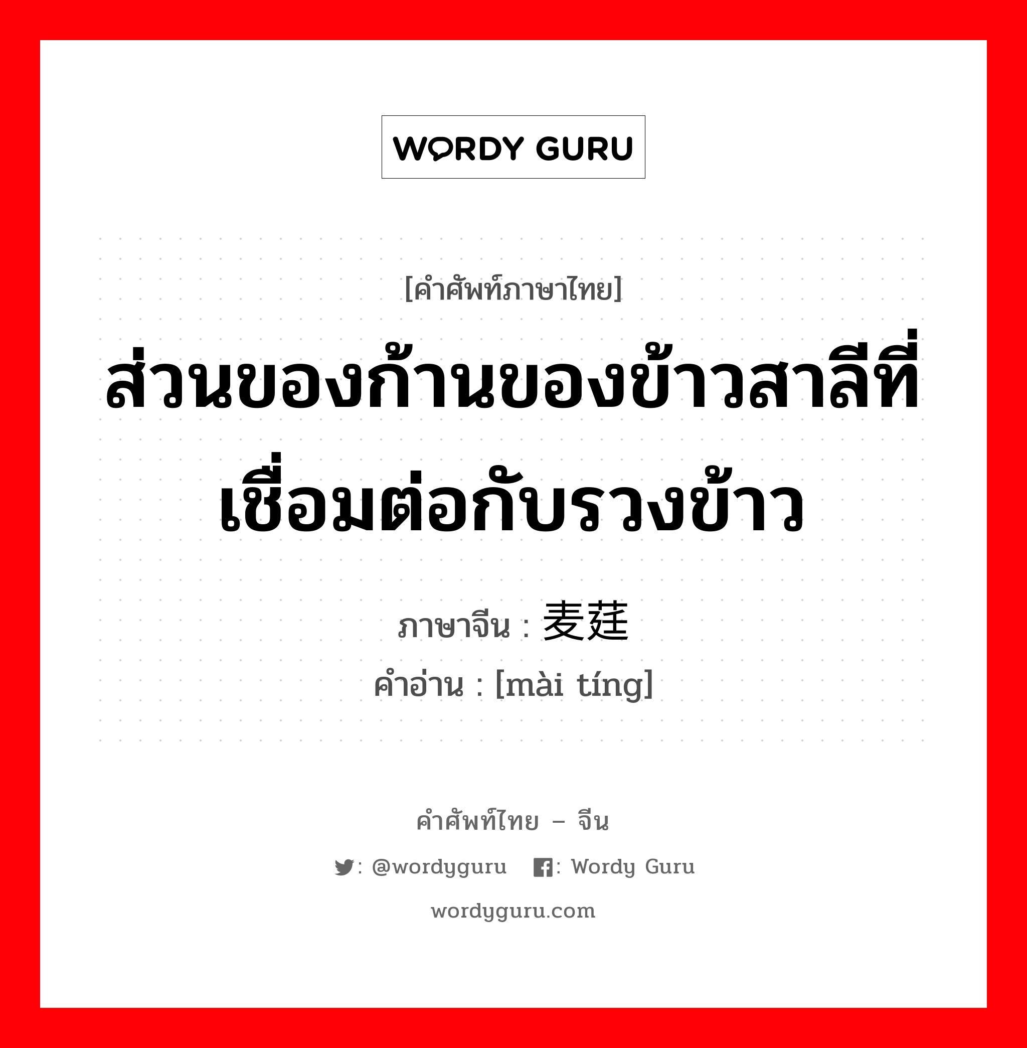 ส่วนของก้านของข้าวสาลีที่เชื่อมต่อกับรวงข้าว ภาษาจีนคืออะไร, คำศัพท์ภาษาไทย - จีน ส่วนของก้านของข้าวสาลีที่เชื่อมต่อกับรวงข้าว ภาษาจีน 麦莛 คำอ่าน [mài tíng]