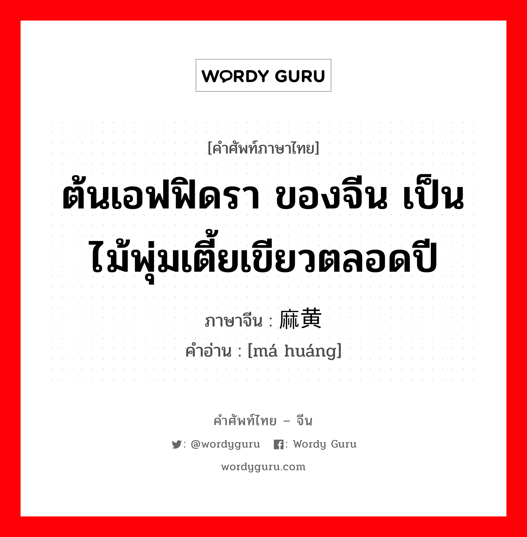 ต้นเอฟฟิดรา ของจีน เป็นไม้พุ่มเตี้ยเขียวตลอดปี ภาษาจีนคืออะไร, คำศัพท์ภาษาไทย - จีน ต้นเอฟฟิดรา ของจีน เป็นไม้พุ่มเตี้ยเขียวตลอดปี ภาษาจีน 麻黄 คำอ่าน [má huáng]