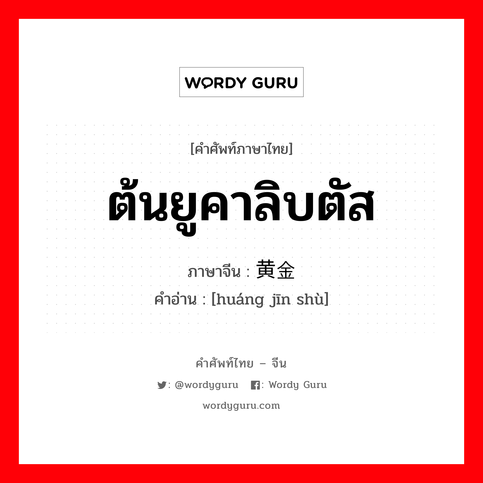 ต้นยูคาลิบตัส ภาษาจีนคืออะไร, คำศัพท์ภาษาไทย - จีน ต้นยูคาลิบตัส ภาษาจีน 黄金树 คำอ่าน [huáng jīn shù]