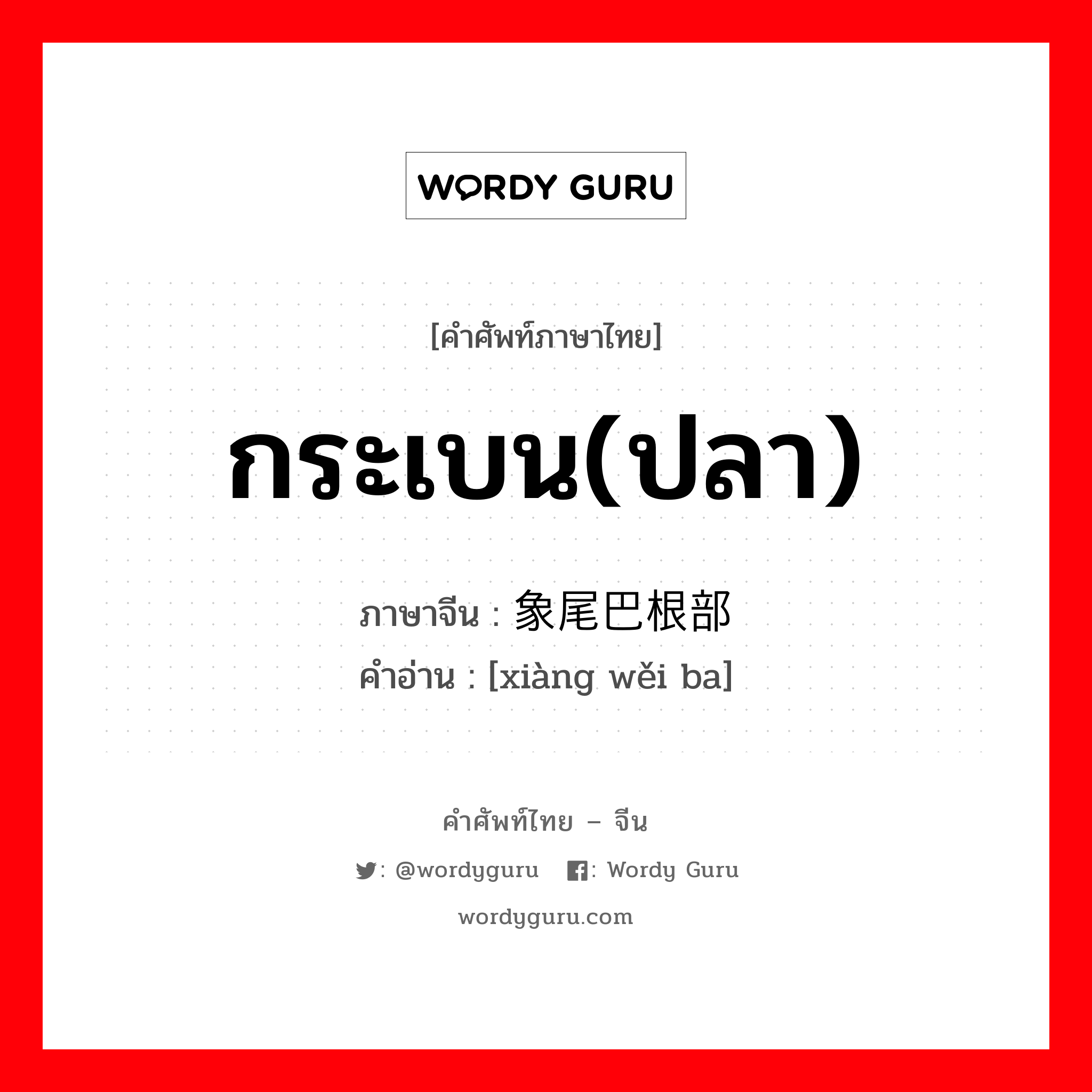 กระเบน(ปลา) ภาษาจีนคืออะไร, คำศัพท์ภาษาไทย - จีน กระเบน(ปลา) ภาษาจีน 象尾巴根部 คำอ่าน [xiàng wěi ba]