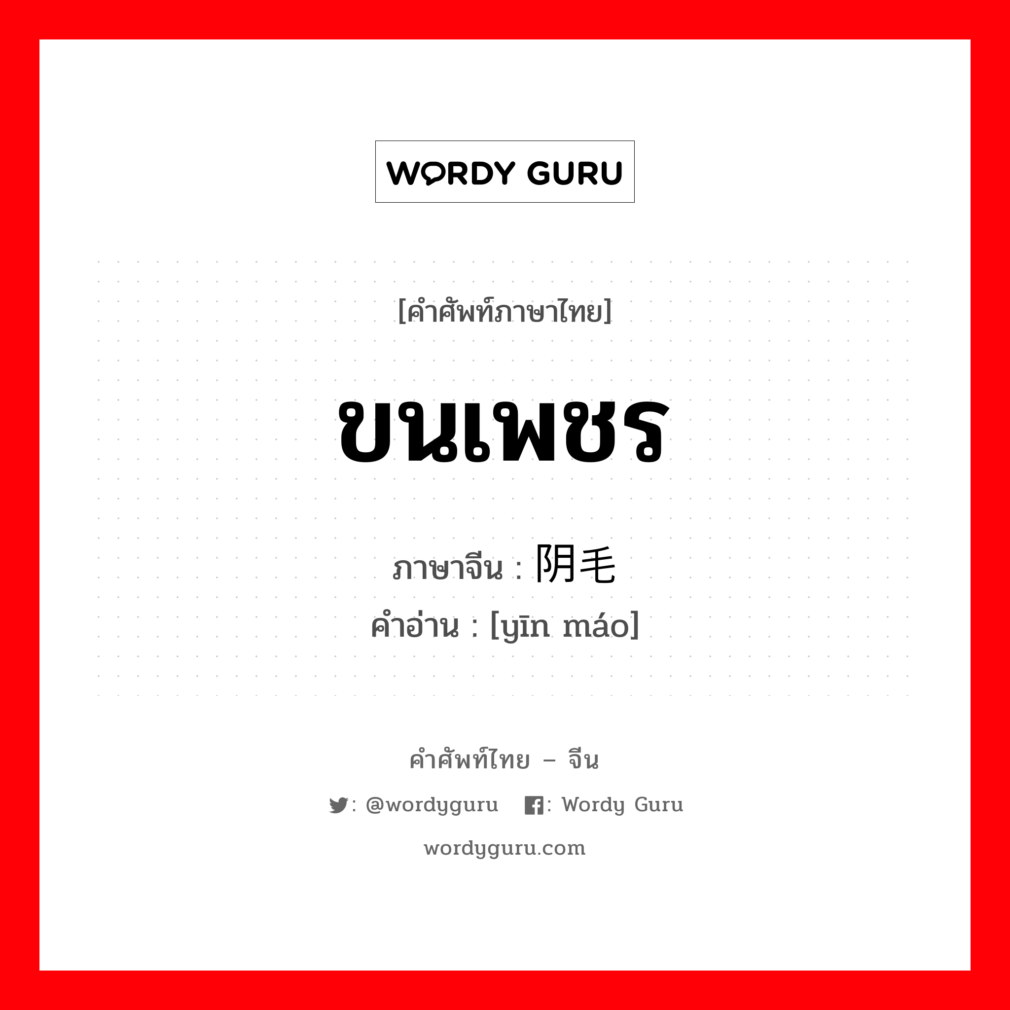 ขนเพชร ภาษาจีนคืออะไร, คำศัพท์ภาษาไทย - จีน ขนเพชร ภาษาจีน 阴毛 คำอ่าน [yīn máo]