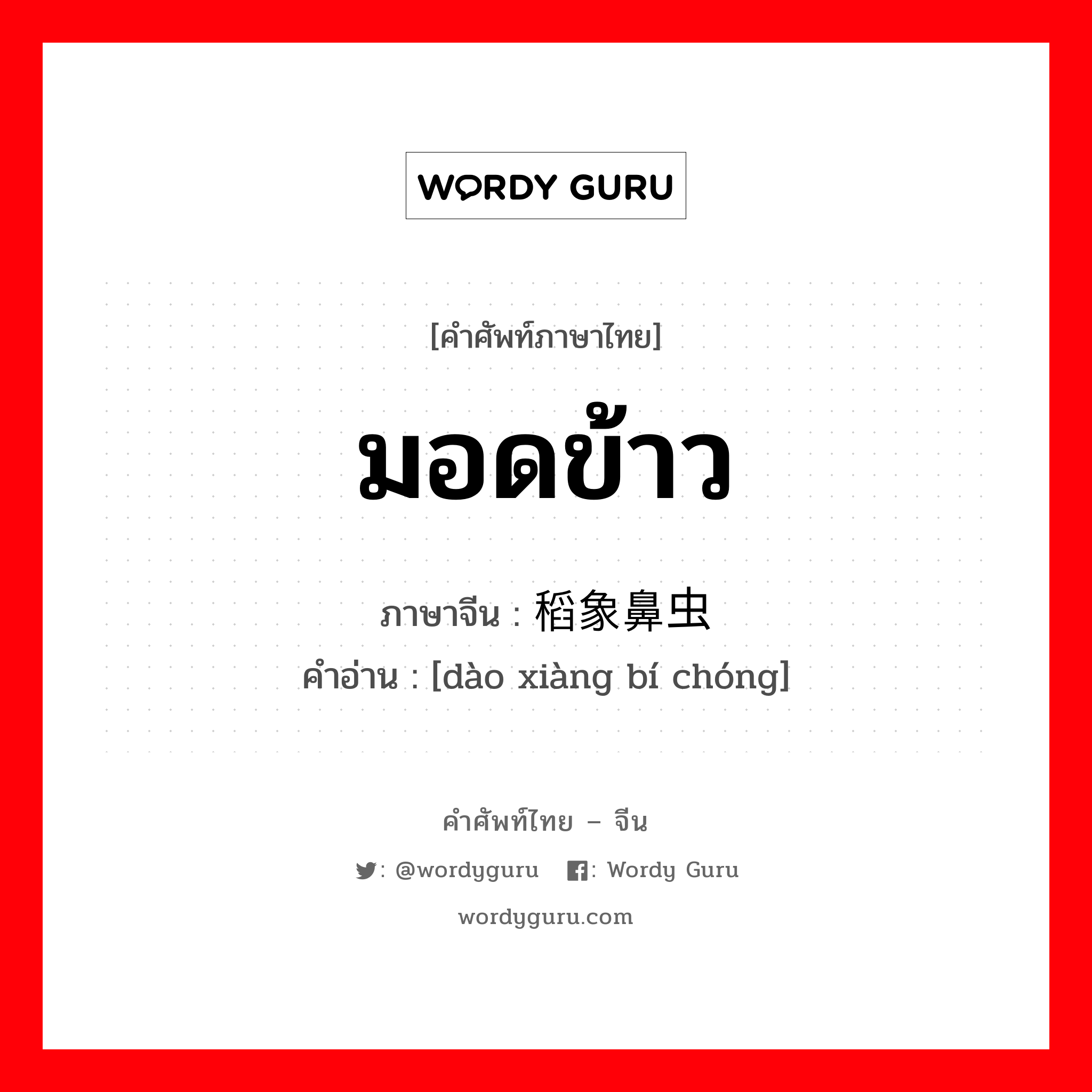 มอดข้าว ภาษาจีนคืออะไร, คำศัพท์ภาษาไทย - จีน มอดข้าว ภาษาจีน 稻象鼻虫 คำอ่าน [dào xiàng bí chóng]