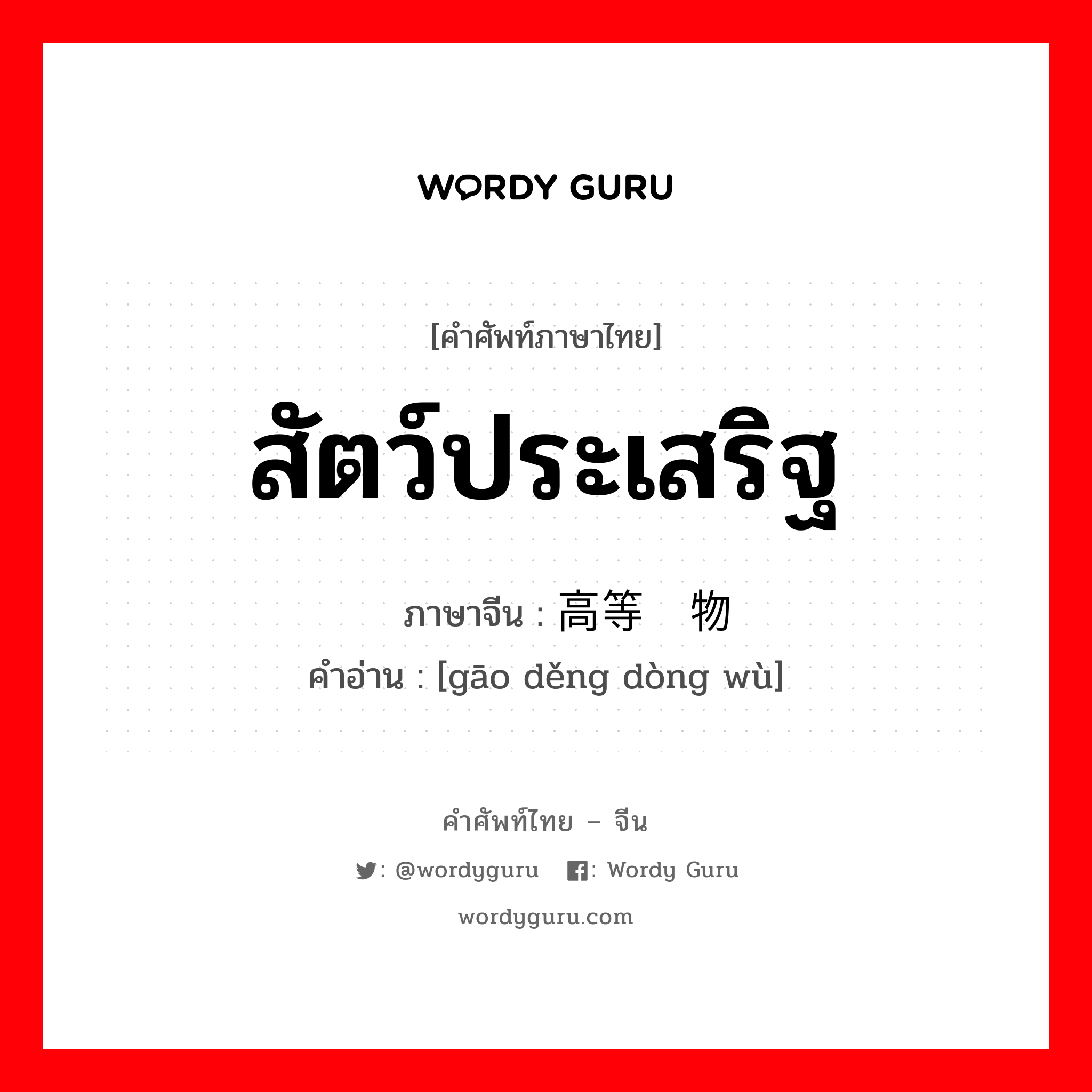 สัตว์ประเสริฐ ภาษาจีนคืออะไร, คำศัพท์ภาษาไทย - จีน สัตว์ประเสริฐ ภาษาจีน 高等动物 คำอ่าน [gāo děng dòng wù]