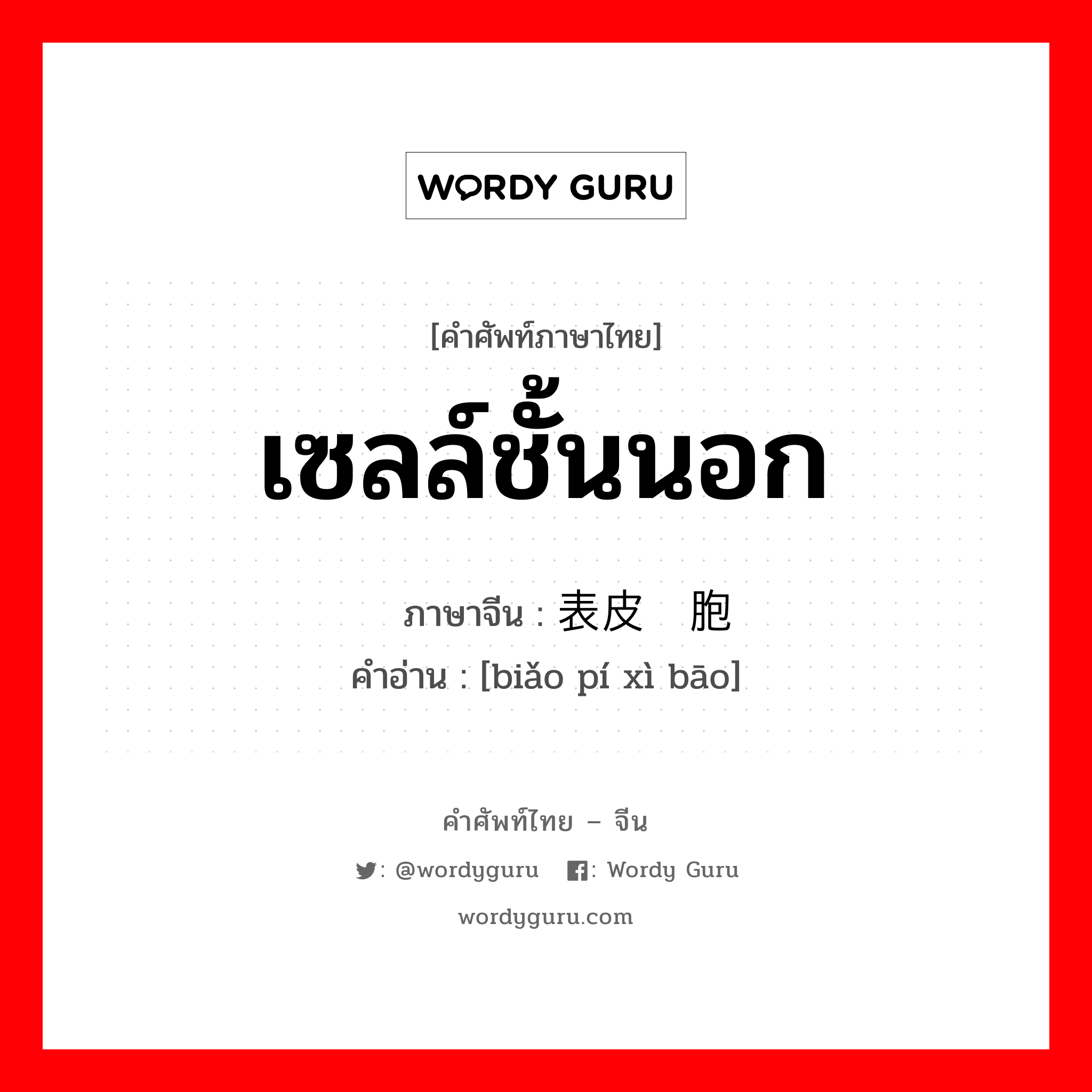 เซลล์ชั้นนอก ภาษาจีนคืออะไร, คำศัพท์ภาษาไทย - จีน เซลล์ชั้นนอก ภาษาจีน 表皮细胞 คำอ่าน [biǎo pí xì bāo]