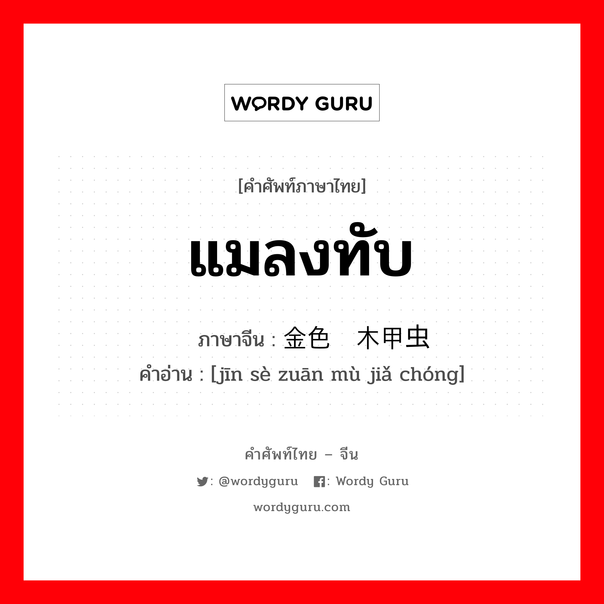 แมลงทับ ภาษาจีนคืออะไร, คำศัพท์ภาษาไทย - จีน แมลงทับ ภาษาจีน 金色钻木甲虫 คำอ่าน [jīn sè zuān mù jiǎ chóng]