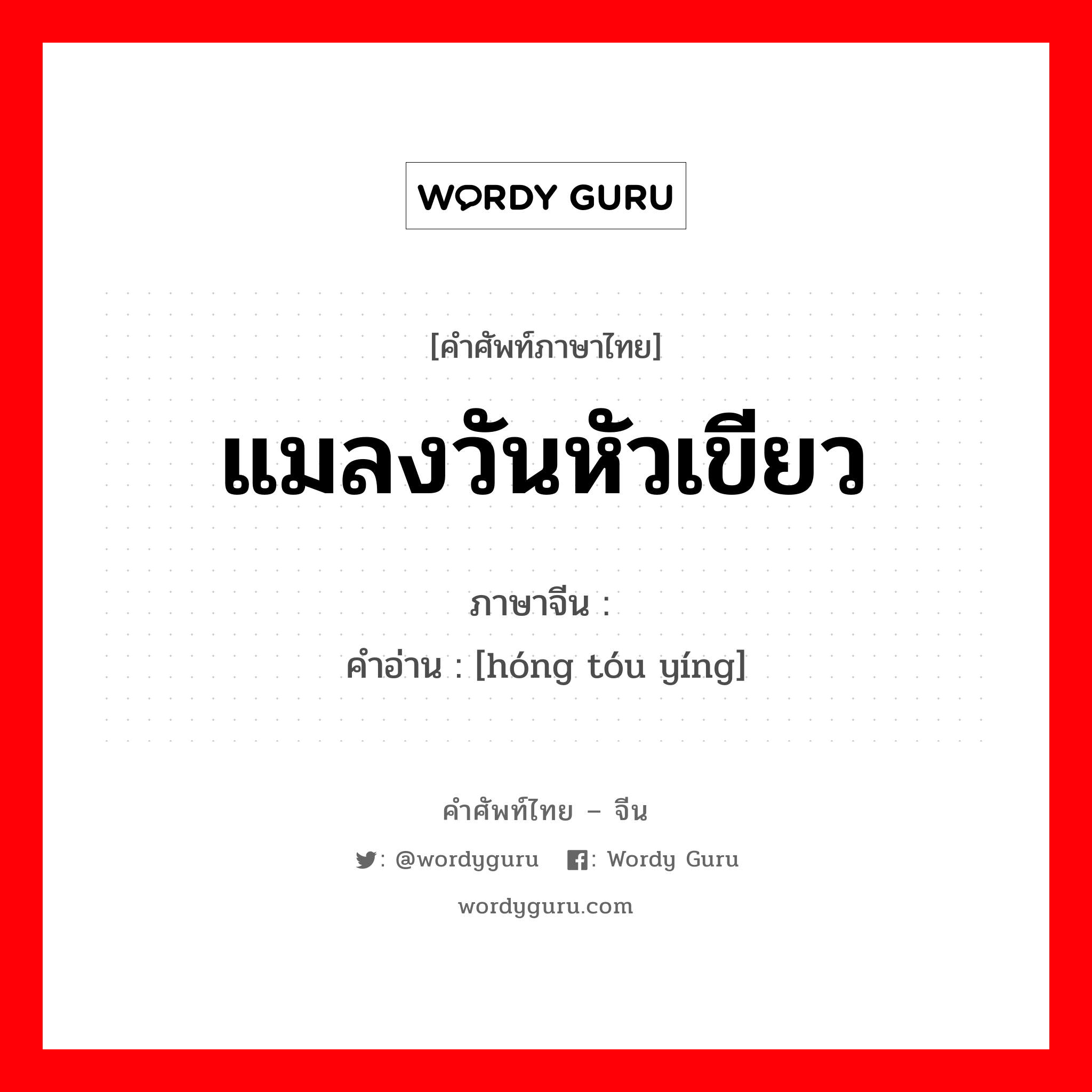 แมลงวันหัวเขียว ภาษาจีนคืออะไร, คำศัพท์ภาษาไทย - จีน แมลงวันหัวเขียว ภาษาจีน 红头蝇 คำอ่าน [hóng tóu yíng]