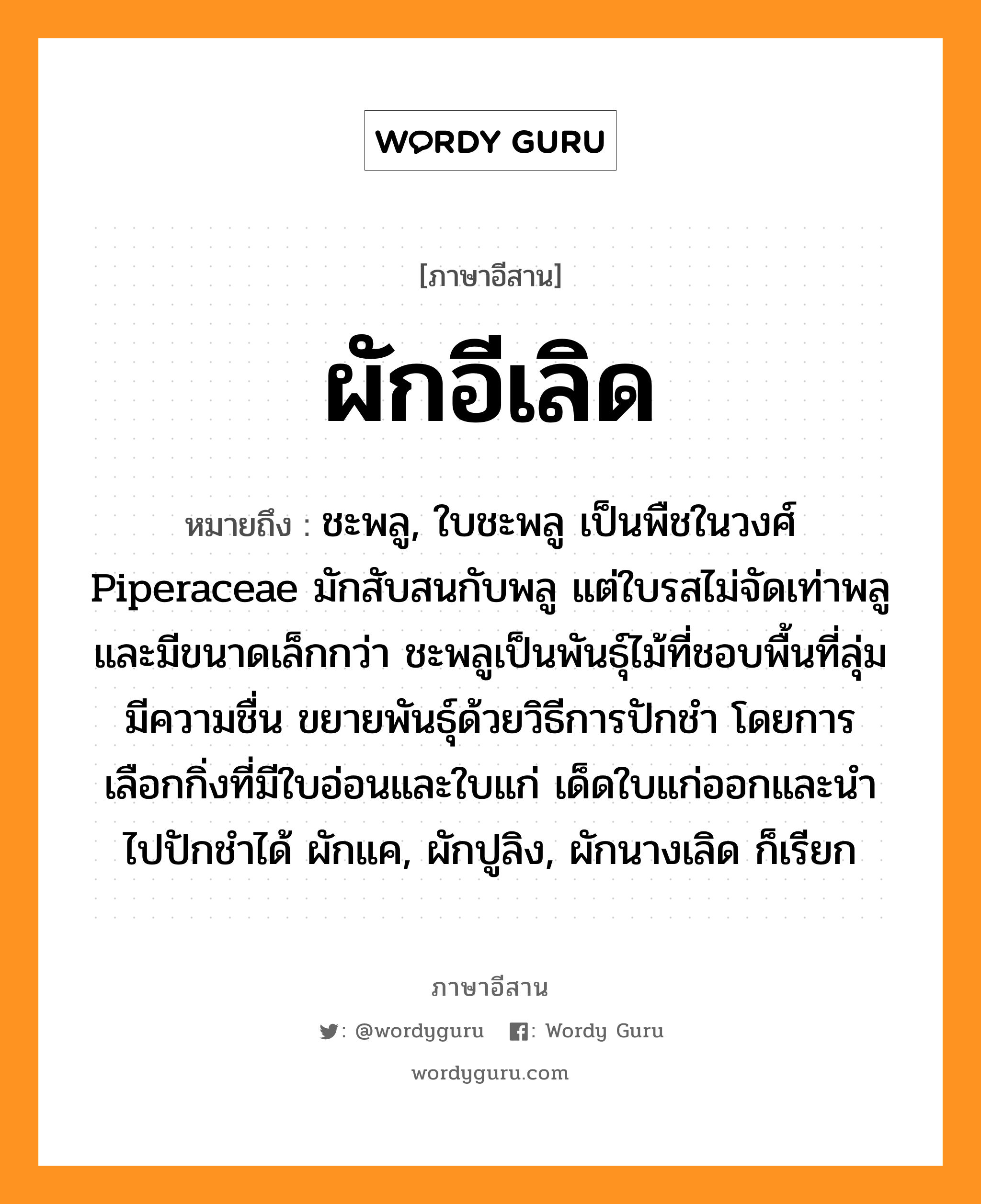 ผักอีเลิด หมายถึงอะไร, ภาษาอีสาน ผักอีเลิด หมายถึง ชะพลู, ใบชะพลู เป็นพืชในวงศ์ Piperaceae มักสับสนกับพลู แต่ใบรสไม่จัดเท่าพลูและมีขนาดเล็กกว่า ชะพลูเป็นพันธุ์ไม้ที่ชอบพื้นที่ลุ่ม มีความชื่น ขยายพันธุ์ด้วยวิธีการปักชำ โดยการเลือกกิ่งที่มีใบอ่อนและใบแก่ เด็ดใบแก่ออกและนำไปปักชำได้ ผักแค, ผักปูลิง, ผักนางเลิด ก็เรียก หมวด ผั๋ก-อี-เลิด