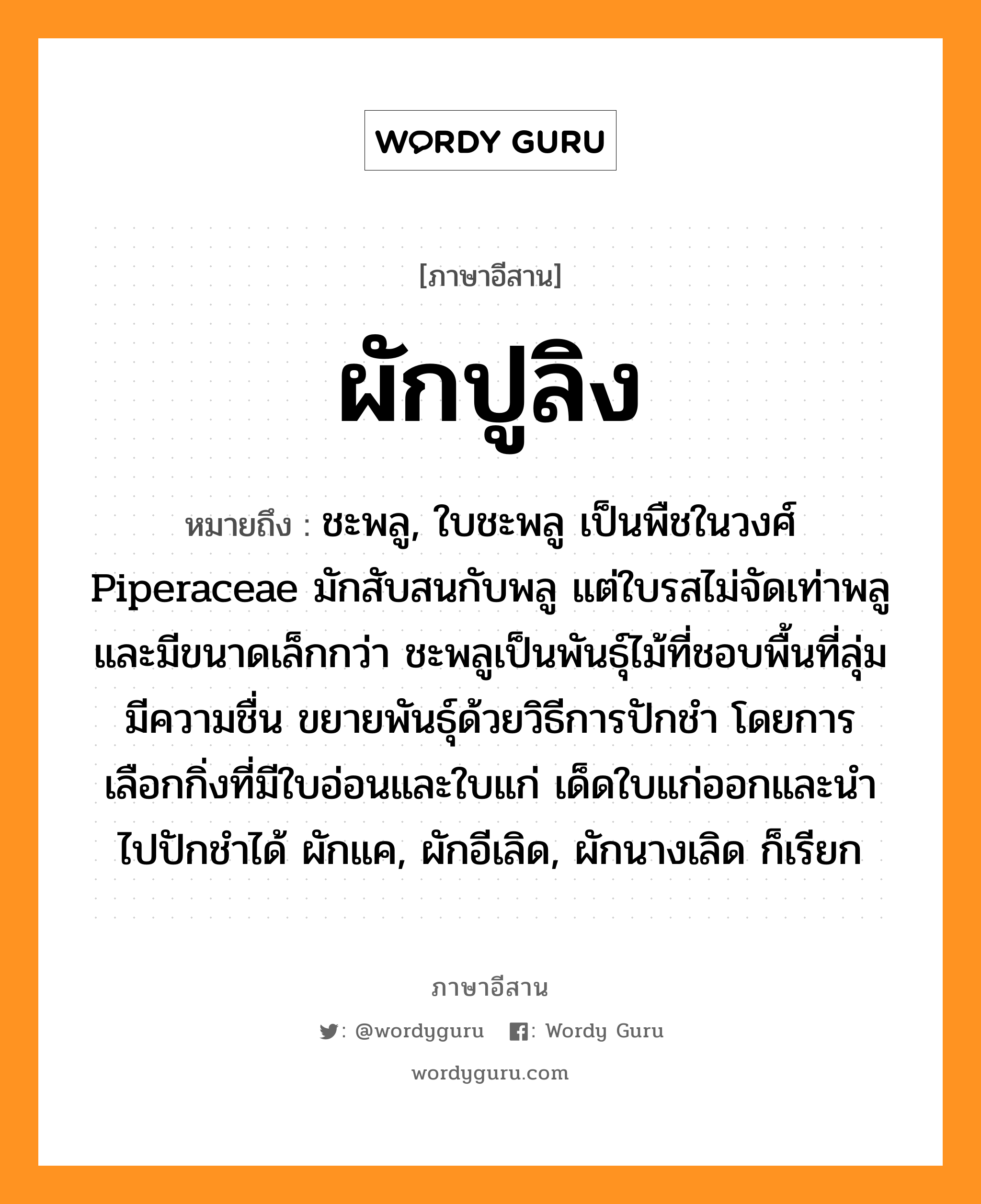 ผักปูลิง หมายถึงอะไร, ภาษาอีสาน ผักปูลิง หมายถึง ชะพลู, ใบชะพลู เป็นพืชในวงศ์ Piperaceae มักสับสนกับพลู แต่ใบรสไม่จัดเท่าพลูและมีขนาดเล็กกว่า ชะพลูเป็นพันธุ์ไม้ที่ชอบพื้นที่ลุ่ม มีความชื่น ขยายพันธุ์ด้วยวิธีการปักชำ โดยการเลือกกิ่งที่มีใบอ่อนและใบแก่ เด็ดใบแก่ออกและนำไปปักชำได้ ผักแค, ผักอีเลิด, ผักนางเลิด ก็เรียก หมวด ผั๋ก-ปู-ลิง