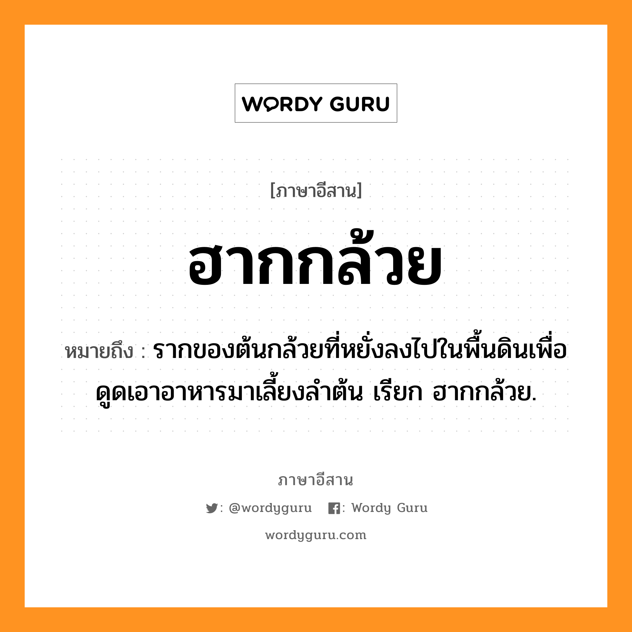 ฮากกล้วย หมายถึงอะไร, ภาษาอีสาน ฮากกล้วย หมายถึง รากของต้นกล้วยที่หยั่งลงไปในพื้นดินเพื่อดูดเอาอาหารมาเลี้ยงลำต้น เรียก ฮากกล้วย. หมวด ฮาก - กล้วย