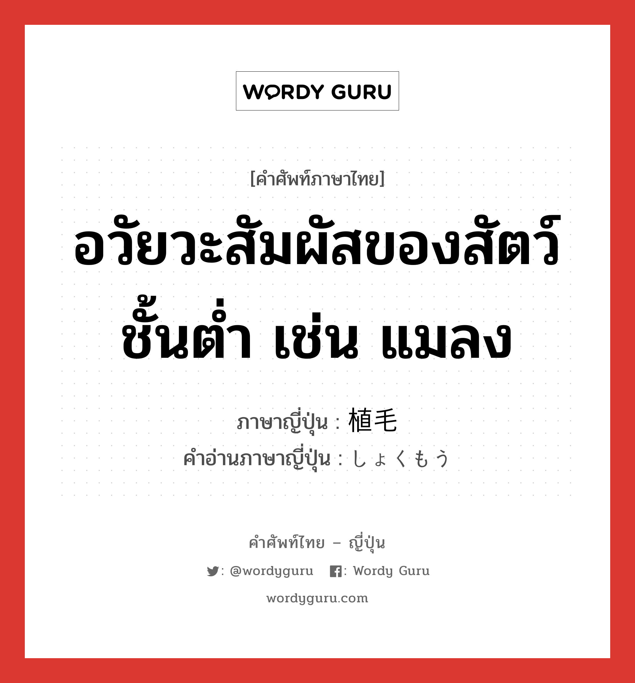 อวัยวะสัมผัสของสัตว์ชั้นต่ำ เช่น แมลง ภาษาญี่ปุ่นคืออะไร, คำศัพท์ภาษาไทย - ญี่ปุ่น อวัยวะสัมผัสของสัตว์ชั้นต่ำ เช่น แมลง ภาษาญี่ปุ่น 植毛 คำอ่านภาษาญี่ปุ่น しょくもう หมวด n หมวด n