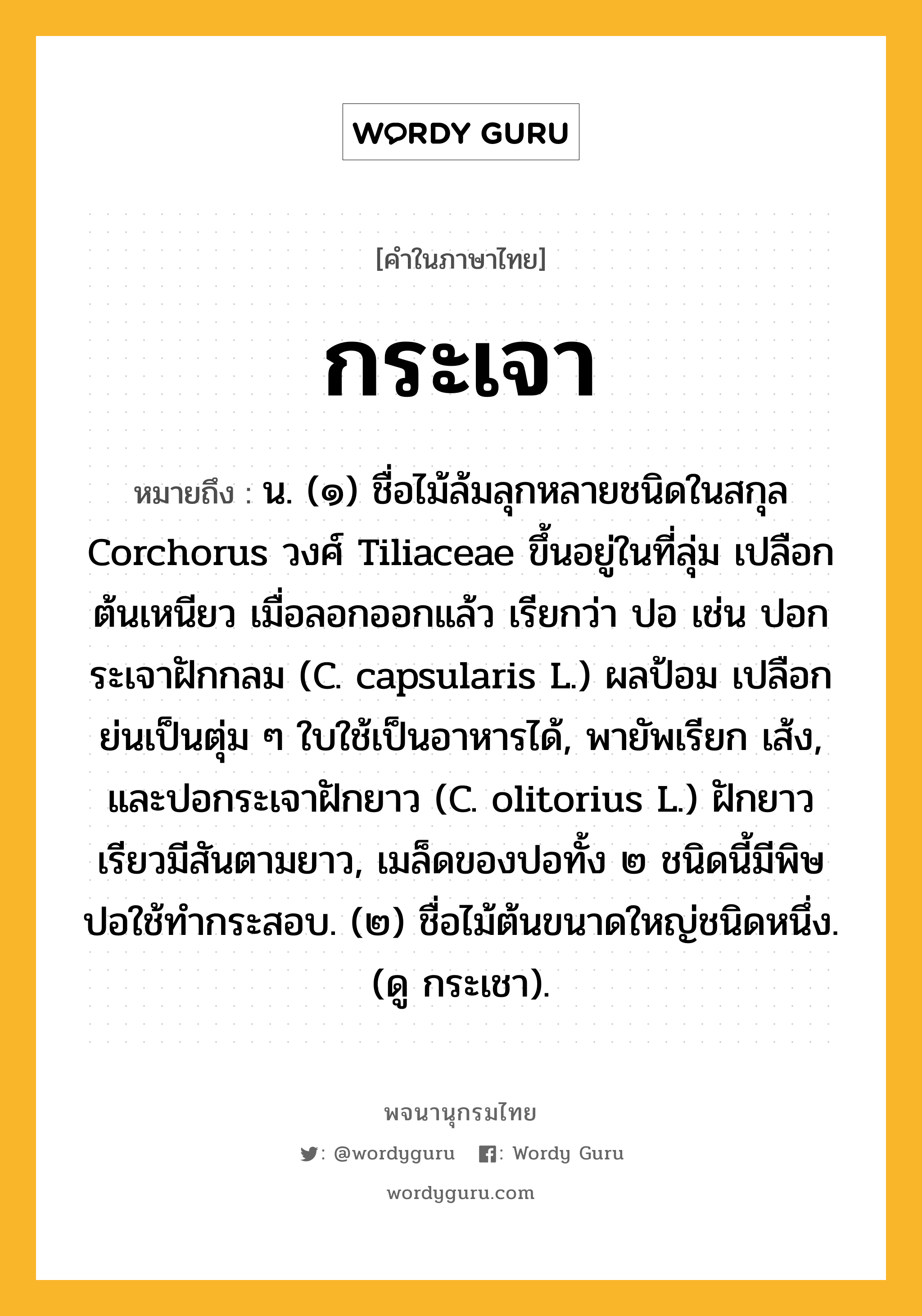 กระเจา หมายถึงอะไร?, คำในภาษาไทย กระเจา หมายถึง น. (๑) ชื่อไม้ล้มลุกหลายชนิดในสกุล Corchorus วงศ์ Tiliaceae ขึ้นอยู่ในที่ลุ่ม เปลือกต้นเหนียว เมื่อลอกออกแล้ว เรียกว่า ปอ เช่น ปอกระเจาฝักกลม (C. capsularis L.) ผลป้อม เปลือกย่นเป็นตุ่ม ๆ ใบใช้เป็นอาหารได้, พายัพเรียก เส้ง, และปอกระเจาฝักยาว (C. olitorius L.) ฝักยาวเรียวมีสันตามยาว, เมล็ดของปอทั้ง ๒ ชนิดนี้มีพิษ ปอใช้ทํากระสอบ. (๒) ชื่อไม้ต้นขนาดใหญ่ชนิดหนึ่ง. (ดู กระเชา).