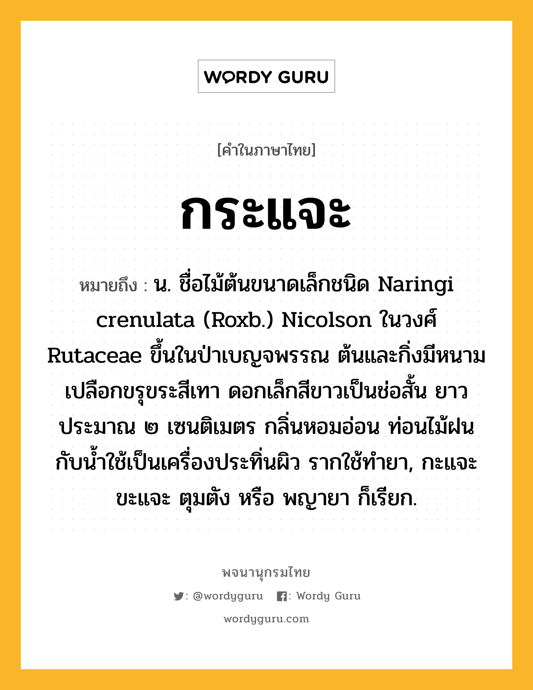 กระแจะ หมายถึงอะไร?, คำในภาษาไทย กระแจะ หมายถึง น. ชื่อไม้ต้นขนาดเล็กชนิด Naringi crenulata (Roxb.) Nicolson ในวงศ์ Rutaceae ขึ้นในป่าเบญจพรรณ ต้นและกิ่งมีหนามเปลือกขรุขระสีเทา ดอกเล็กสีขาวเป็นช่อสั้น ยาวประมาณ ๒ เซนติเมตร กลิ่นหอมอ่อน ท่อนไม้ฝนกับนํ้าใช้เป็นเครื่องประทิ่นผิว รากใช้ทํายา, กะแจะ ขะแจะ ตุมตัง หรือ พญายา ก็เรียก.