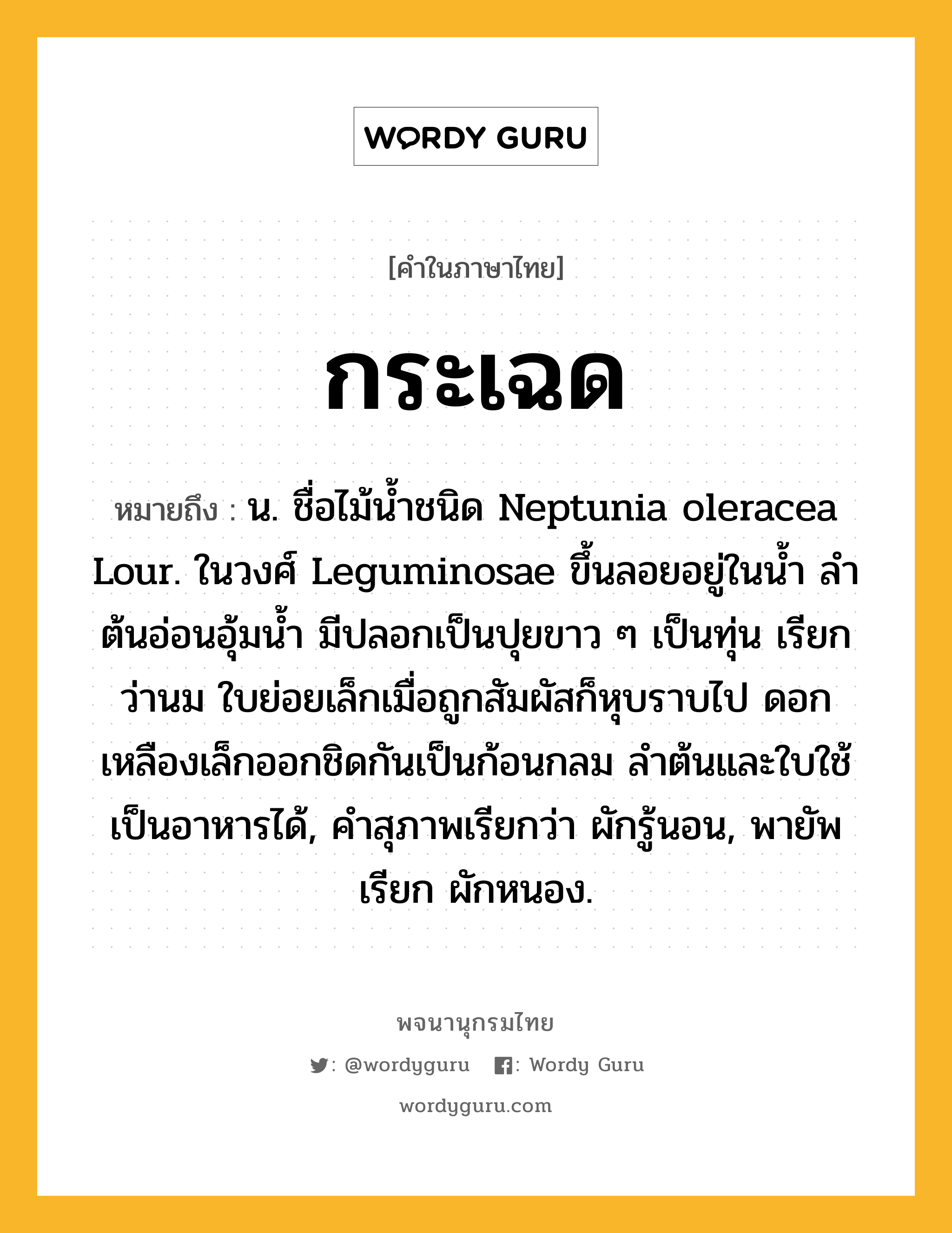 กระเฉด หมายถึงอะไร?, คำในภาษาไทย กระเฉด หมายถึง น. ชื่อไม้นํ้าชนิด Neptunia oleracea Lour. ในวงศ์ Leguminosae ขึ้นลอยอยู่ในนํ้า ลําต้นอ่อนอุ้มน้ำ มีปลอกเป็นปุยขาว ๆ เป็นทุ่น เรียกว่านม ใบย่อยเล็กเมื่อถูกสัมผัสก็หุบราบไป ดอกเหลืองเล็กออกชิดกันเป็นก้อนกลม ลําต้นและใบใช้เป็นอาหารได้, คำสุภาพเรียกว่า ผักรู้นอน, พายัพเรียก ผักหนอง.