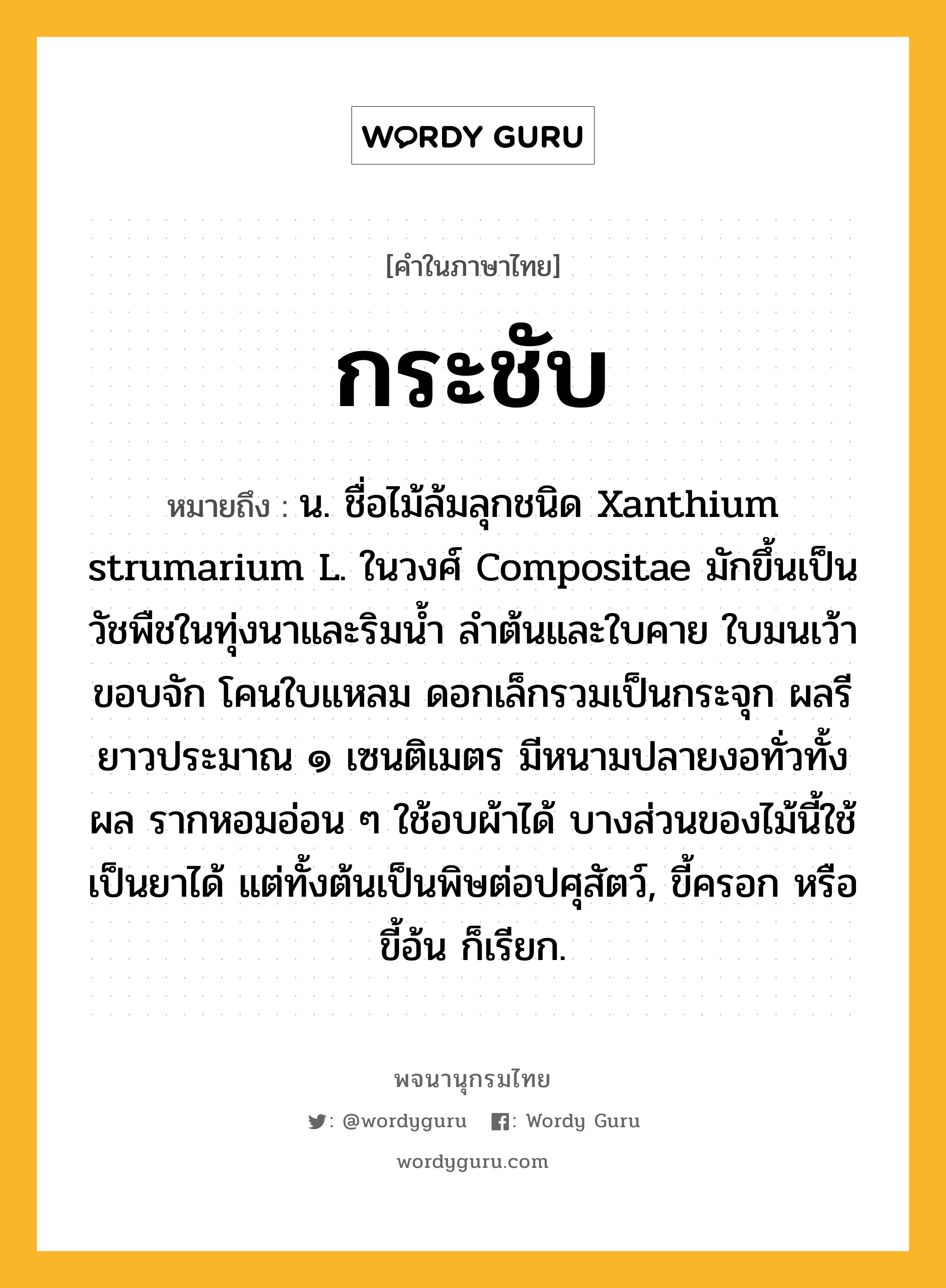 กระชับ หมายถึงอะไร?, คำในภาษาไทย กระชับ หมายถึง น. ชื่อไม้ล้มลุกชนิด Xanthium strumarium L. ในวงศ์ Compositae มักขึ้นเป็นวัชพืชในทุ่งนาและริมนํ้า ลําต้นและใบคาย ใบมนเว้า ขอบจัก โคนใบแหลม ดอกเล็กรวมเป็นกระจุก ผลรี ยาวประมาณ ๑ เซนติเมตร มีหนามปลายงอทั่วทั้งผล รากหอมอ่อน ๆ ใช้อบผ้าได้ บางส่วนของไม้นี้ใช้เป็นยาได้ แต่ทั้งต้นเป็นพิษต่อปศุสัตว์, ขี้ครอก หรือ ขี้อ้น ก็เรียก.