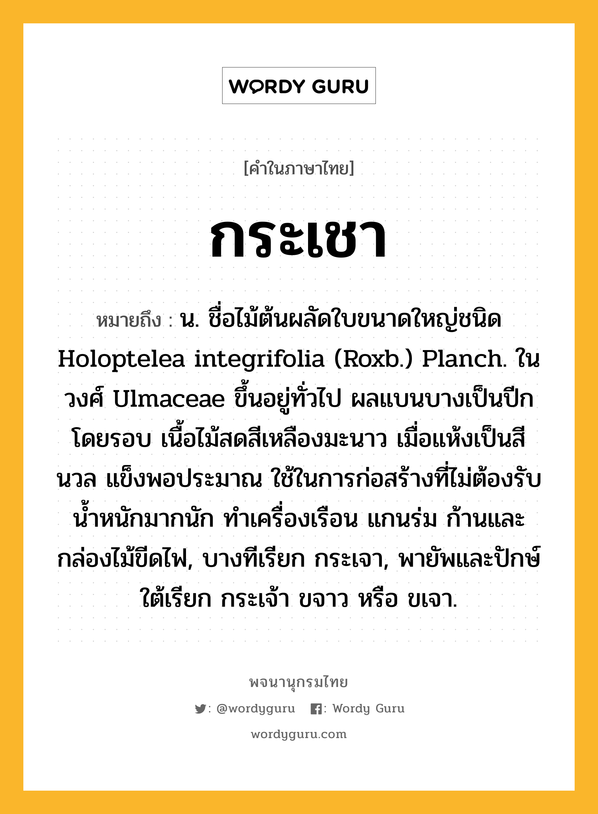 กระเชา ความหมาย หมายถึงอะไร?, คำในภาษาไทย กระเชา หมายถึง น. ชื่อไม้ต้นผลัดใบขนาดใหญ่ชนิด Holoptelea integrifolia (Roxb.) Planch. ในวงศ์ Ulmaceae ขึ้นอยู่ทั่วไป ผลแบนบางเป็นปีกโดยรอบ เนื้อไม้สดสีเหลืองมะนาว เมื่อแห้งเป็นสีนวล แข็งพอประมาณ ใช้ในการก่อสร้างที่ไม่ต้องรับนํ้าหนักมากนัก ทําเครื่องเรือน แกนร่ม ก้านและกล่องไม้ขีดไฟ, บางทีเรียก กระเจา, พายัพและปักษ์ใต้เรียก กระเจ้า ขจาว หรือ ขเจา.